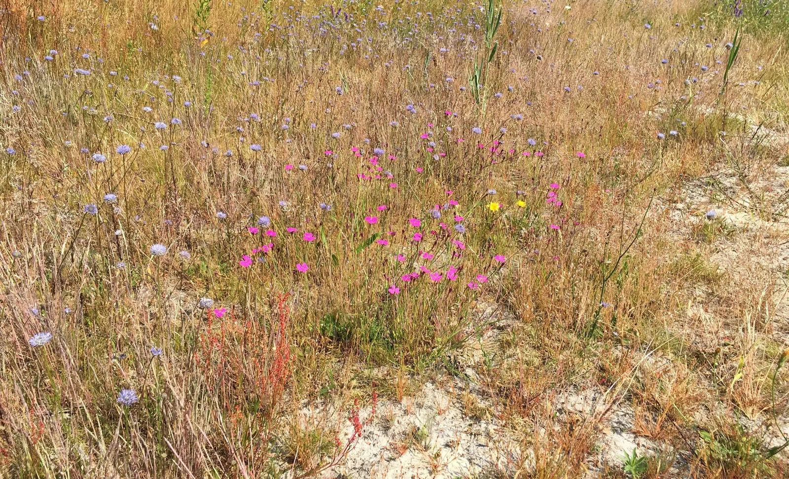 Mother Of Thyme (Thymus Serpyllum) — Ideal for rock gardens and as a lawn substitute, it offers year-round interest and attracts pollinators