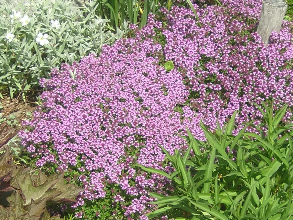 Mother Of Thyme (Thymus Serpyllum) — A layer of mulch can help retain soil moisture during establishment; scientifically known as Thymus serpyllum, image 105