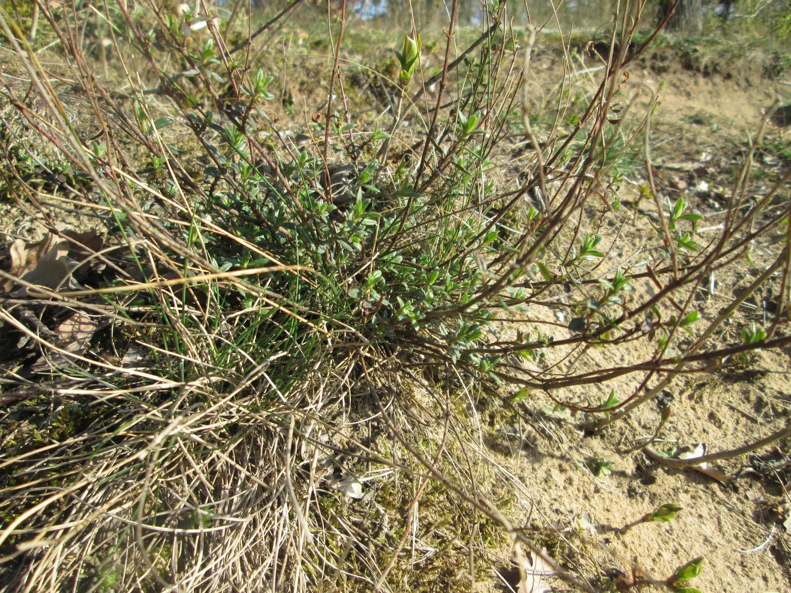 Mother Of Thyme (Thymus Serpyllum) — This makes it an excellent choice for rock gardens; showcasing its resilience to varying climates, image 77