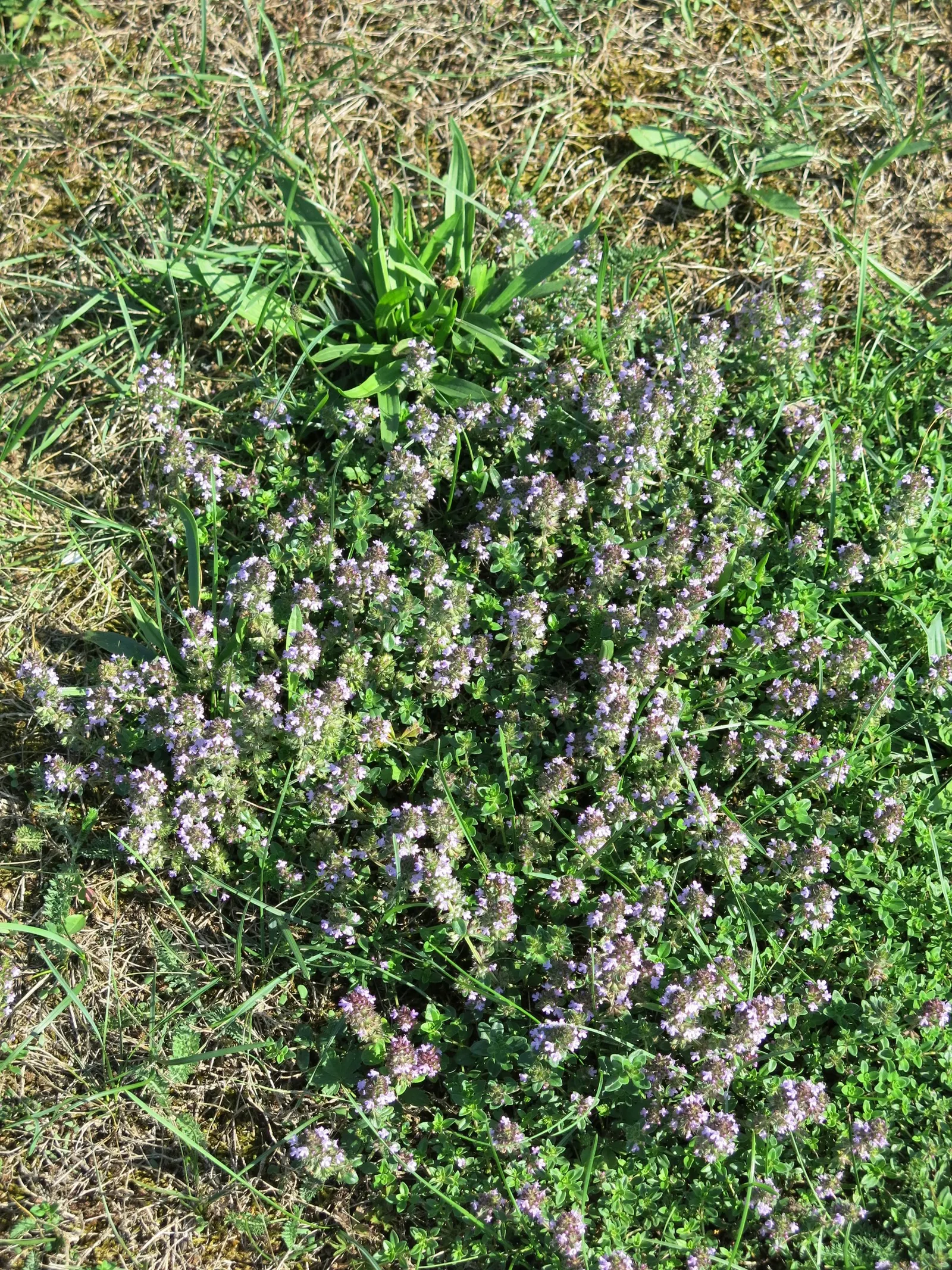 Mother Of Thyme (Thymus Serpyllum) — although it is notably drought-tolerant once established; commonly known as Mother of Thyme, image 76