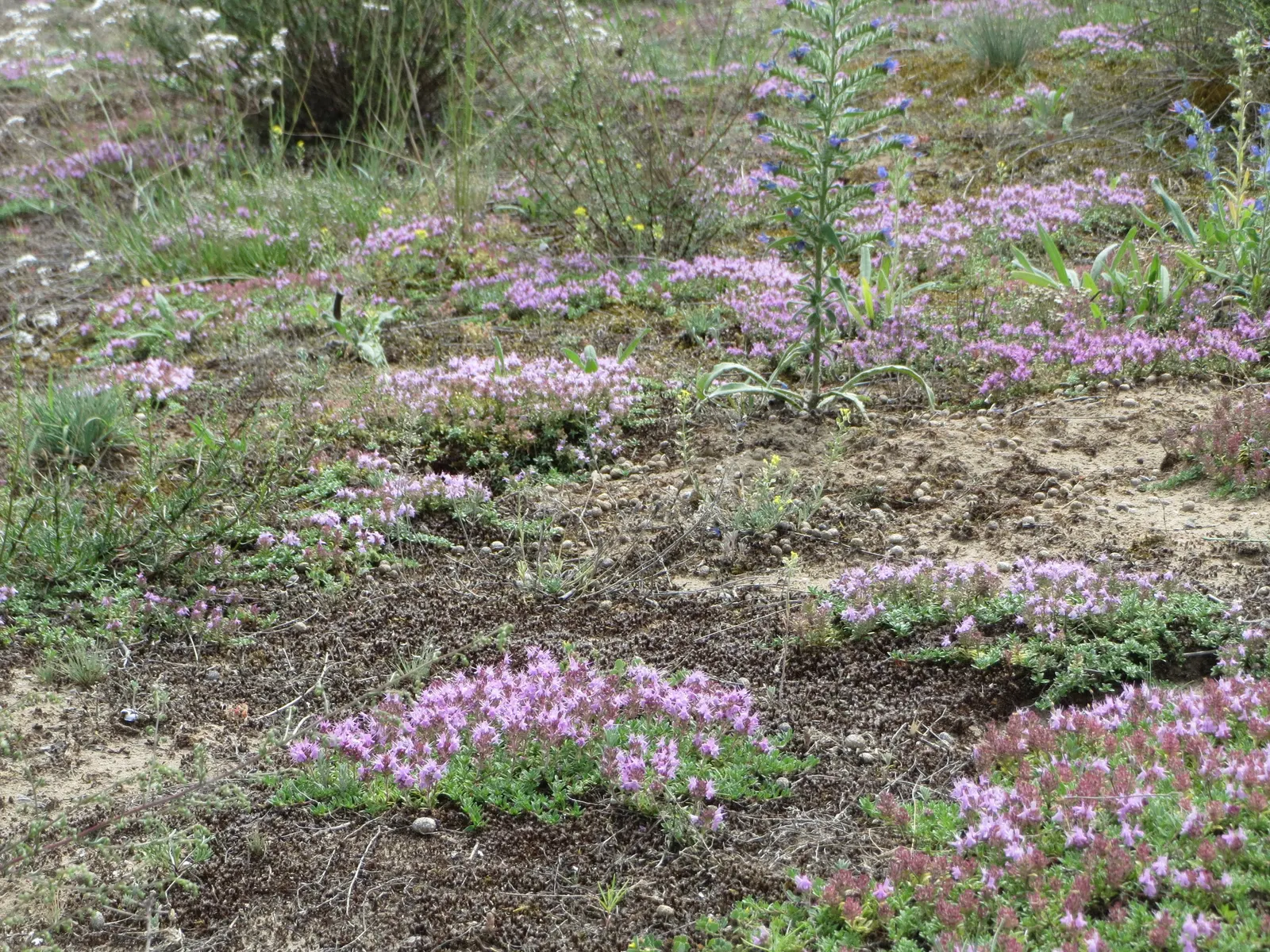 Mother Of Thyme (Thymus Serpyllum) — or along borders where its creeping habit can be truly appreciated.<br><br>Flowering from mid to late summer; including
