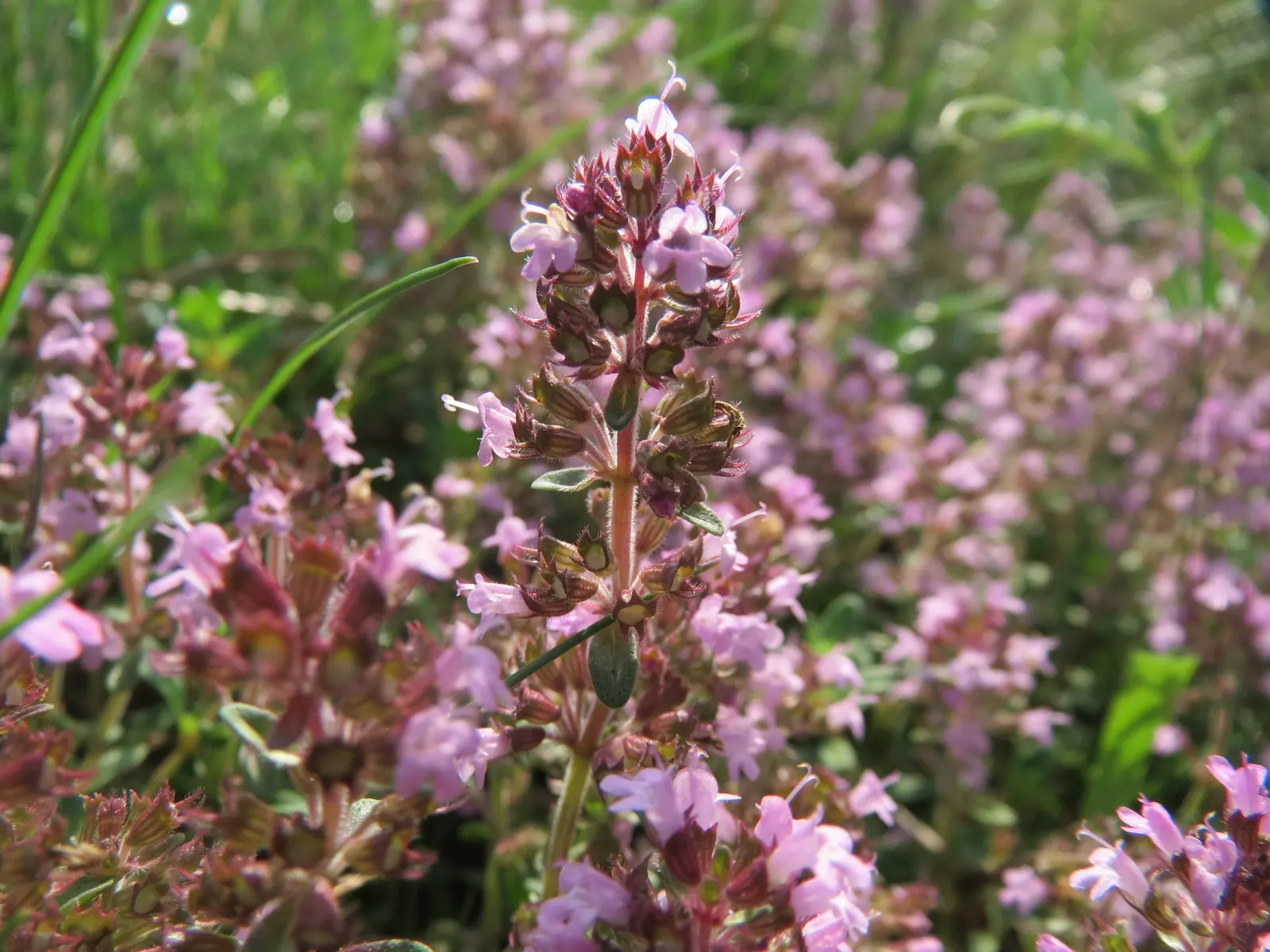 Mother Of Thyme (Thymus Serpyllum) — This makes it an excellent choice for rock gardens; showcasing its resilience to varying climates, image 55