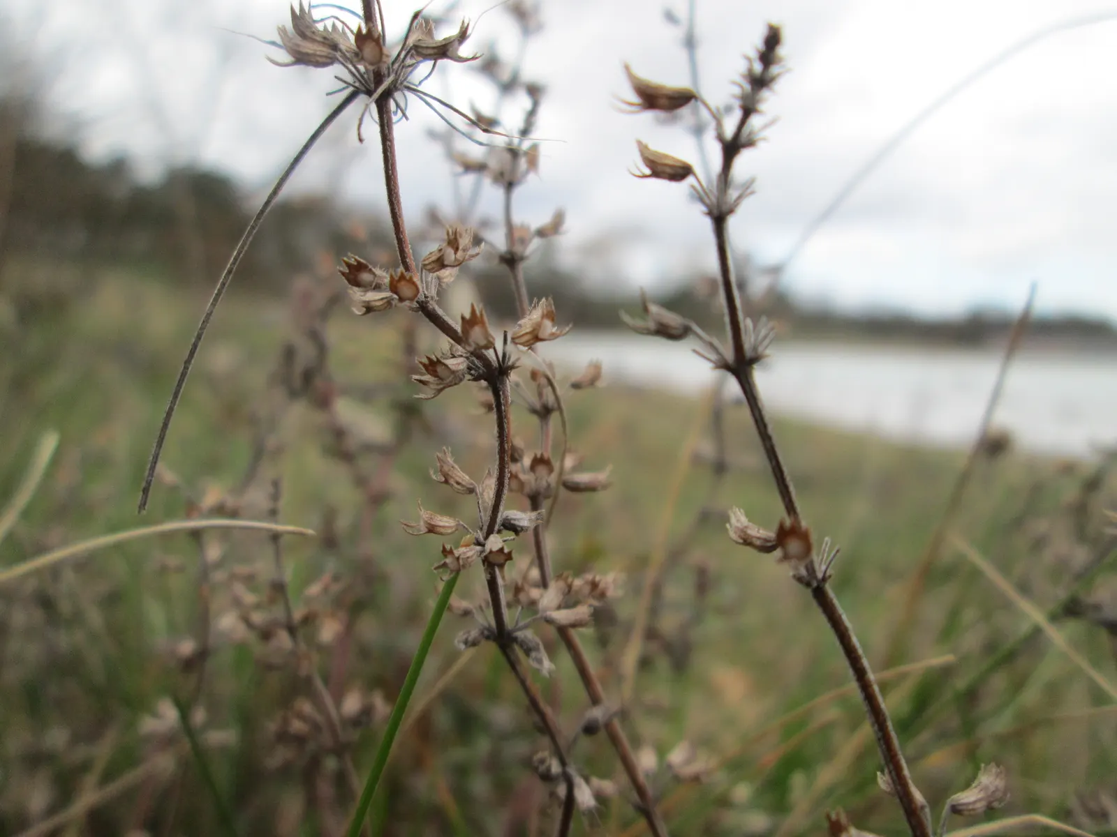 Mother Of Thyme (Thymus Serpyllum) — Ideally suited for creating a fragrant; is a low-growing perennial herb prized for its fragrant foliage and, image 51