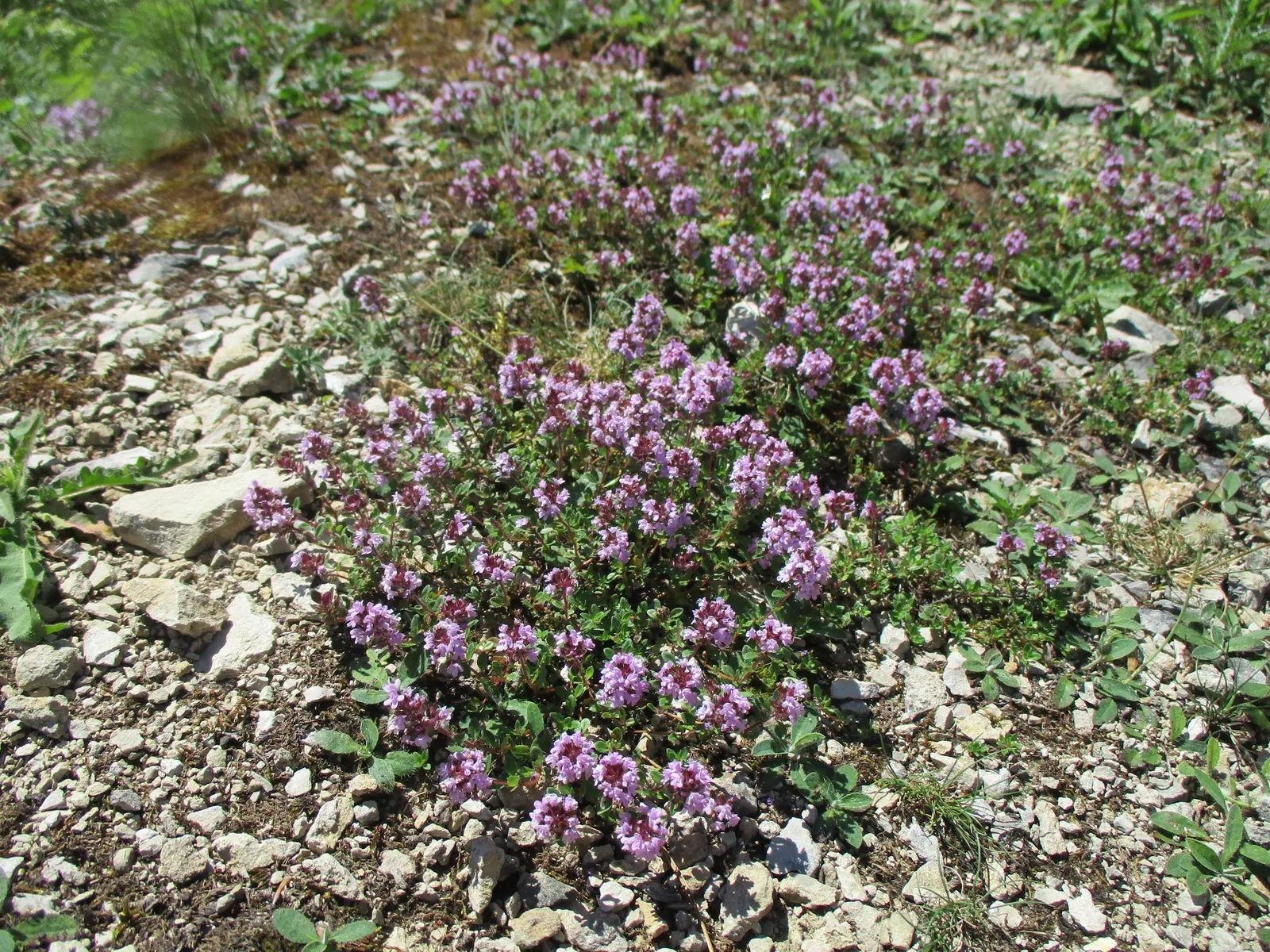 Mother Of Thyme (Thymus Serpyllum) — ground cover for full; regular trimming after flowering can promote a denser, more robust form