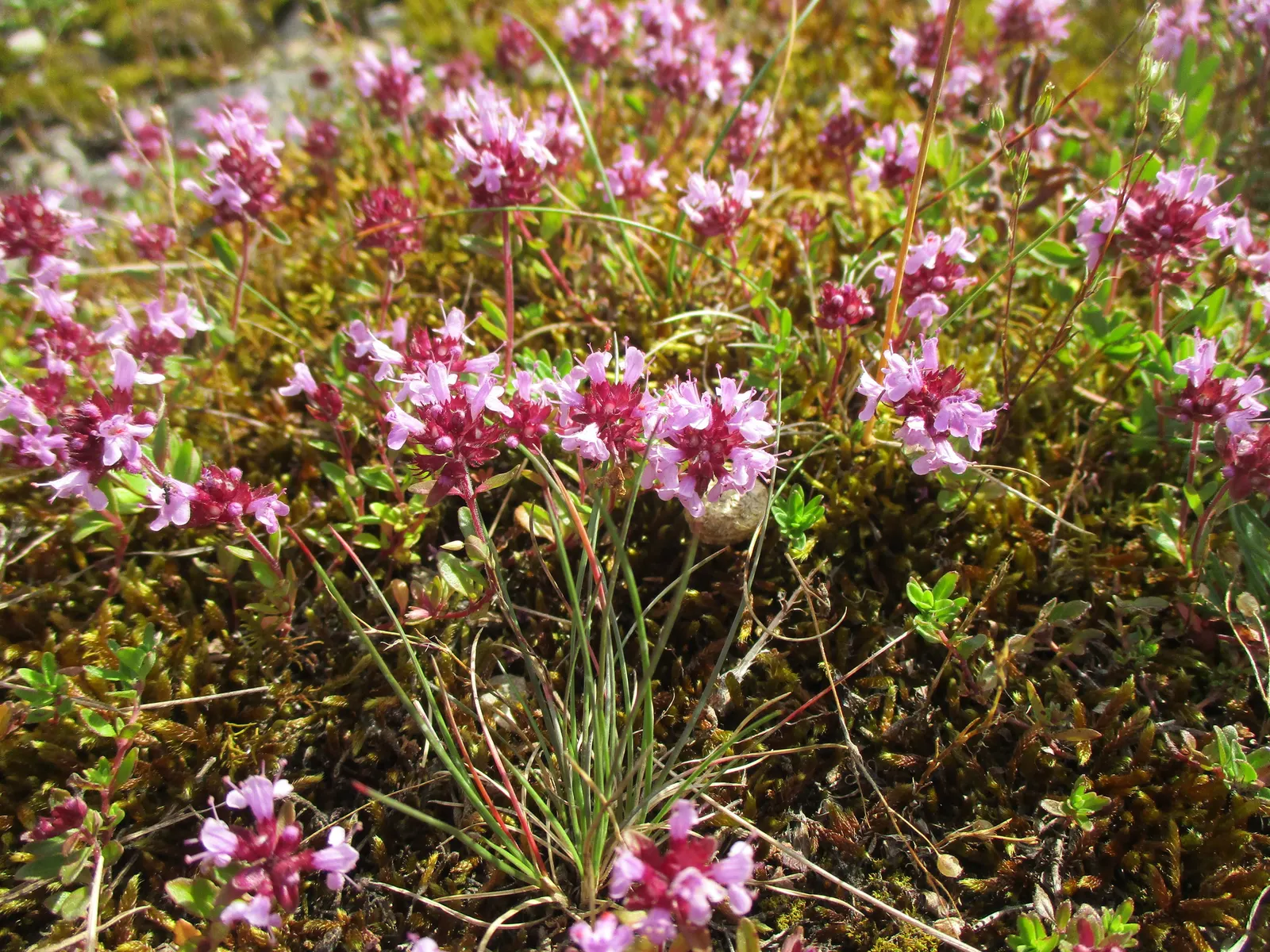 Mother Of Thyme (Thymus Serpyllum) — but allow the soil to dry between watering to ensure optimal health; mother of Thyme presents a profusion of, image 106