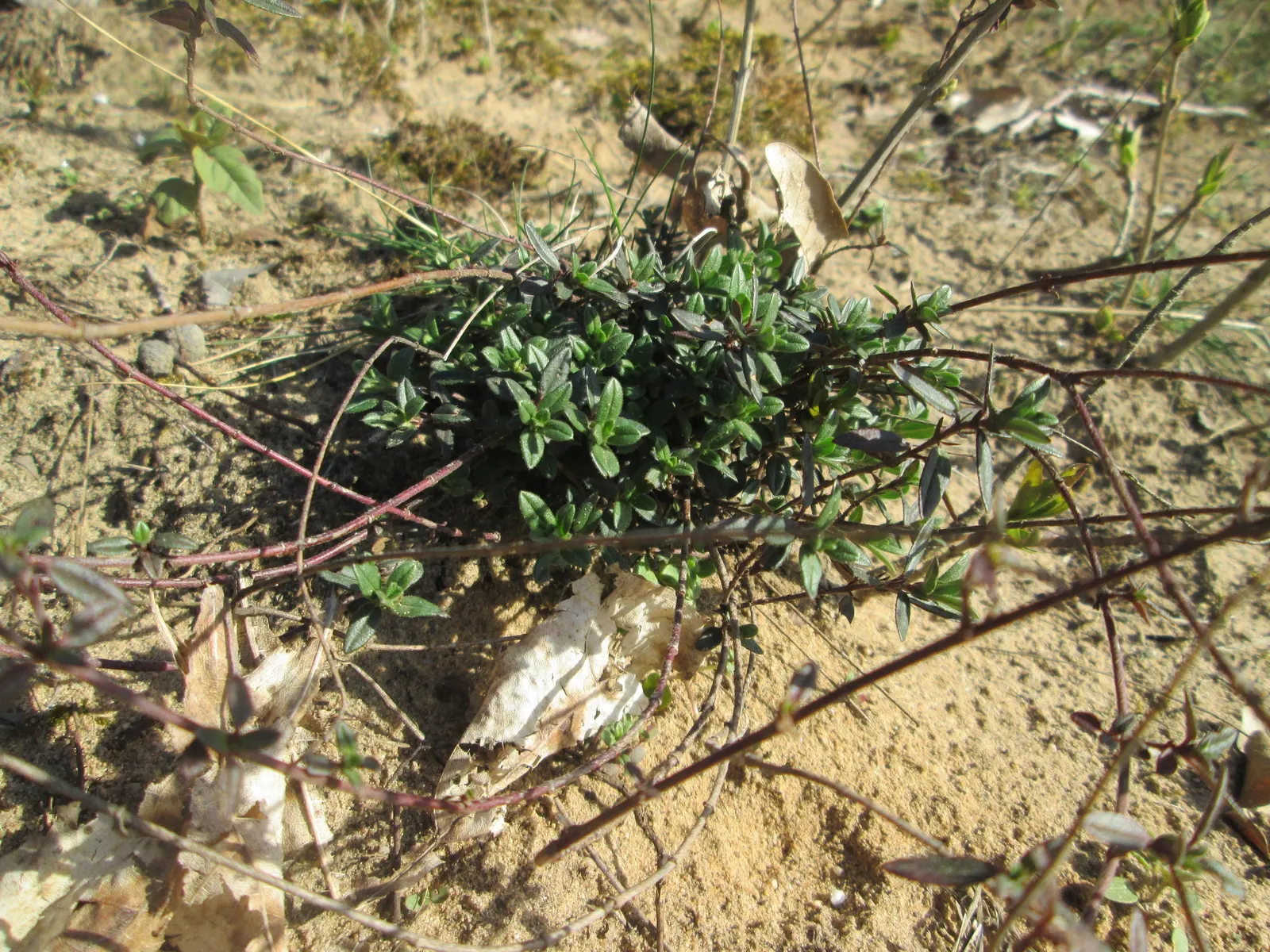 Mother Of Thyme (Thymus Serpyllum) — but allow the soil to dry between watering to ensure optimal health; mother of Thyme presents a profusion of tiny