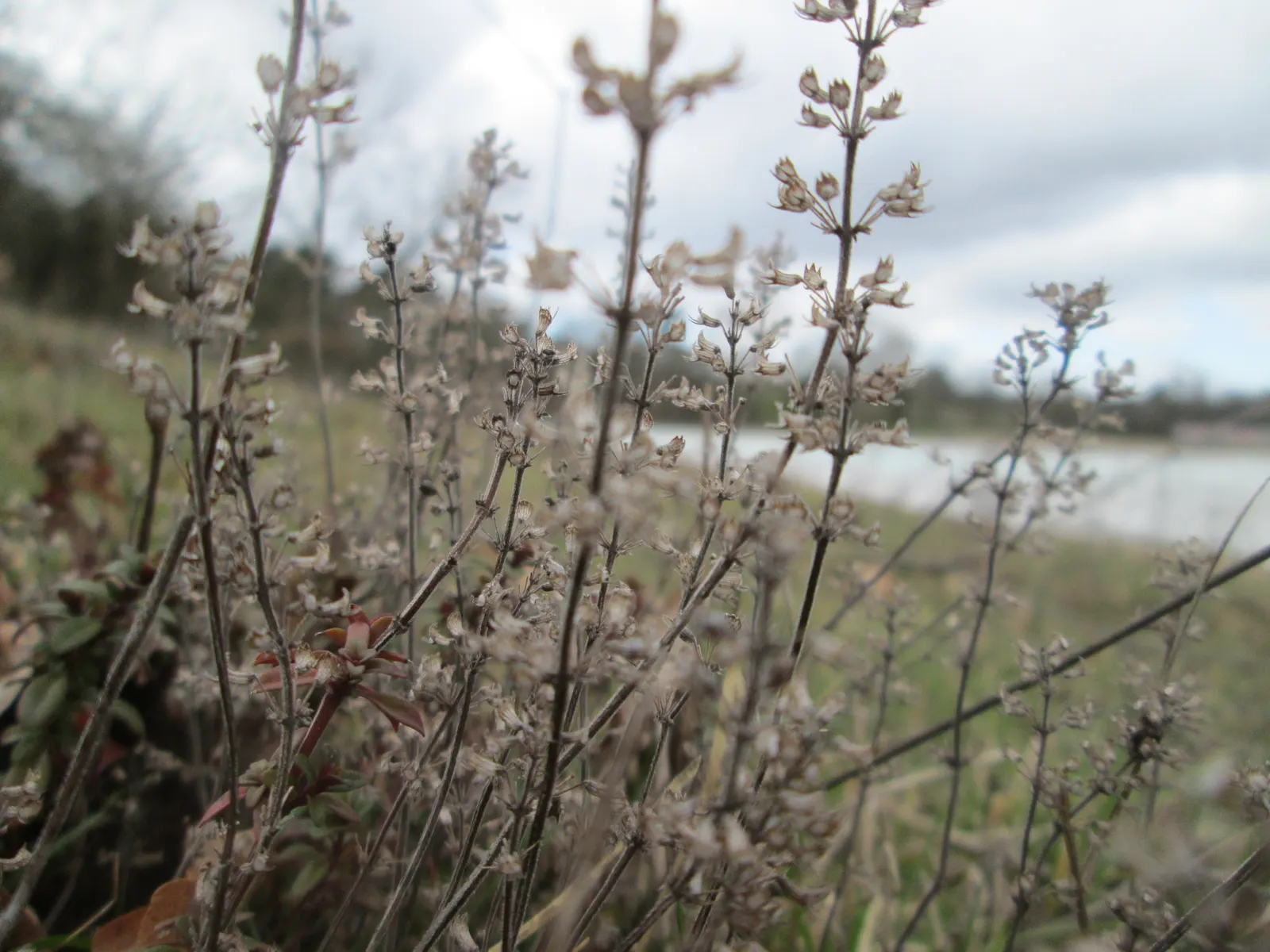 Mother Of Thyme (Thymus Serpyllum) — It reaches a mature height of 3 inches, with a 12-inch spread