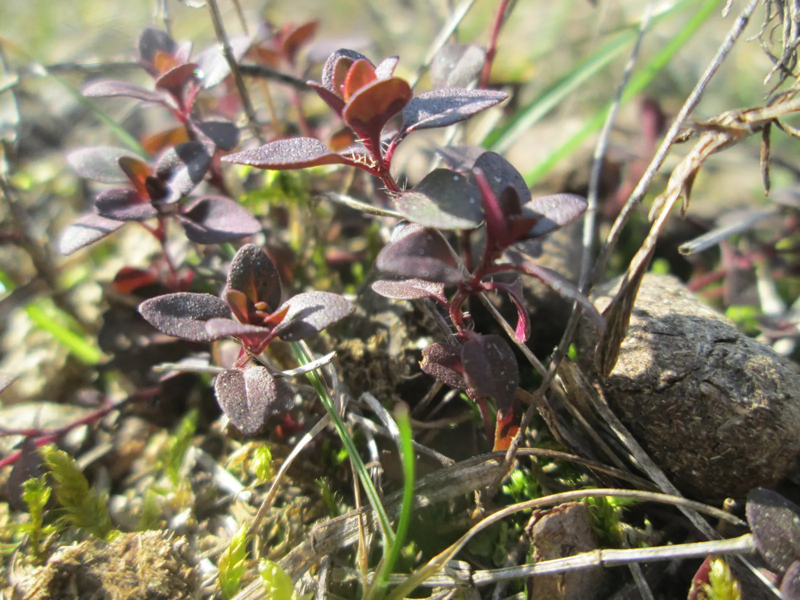 Mother Of Thyme (Thymus Serpyllum) — Mother of Thyme presents a profusion of tiny; ground cover for full, image 57