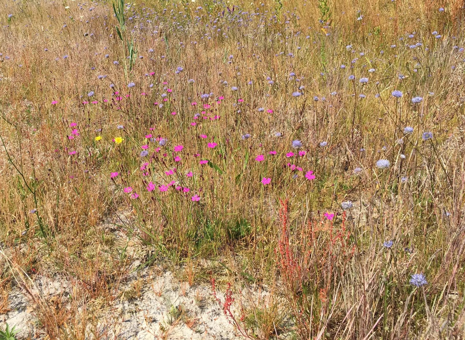 Mother Of Thyme (Thymus Serpyllum) — Regular trimming after flowering can promote a denser, more robust form; pink flowers in the garden, image 63