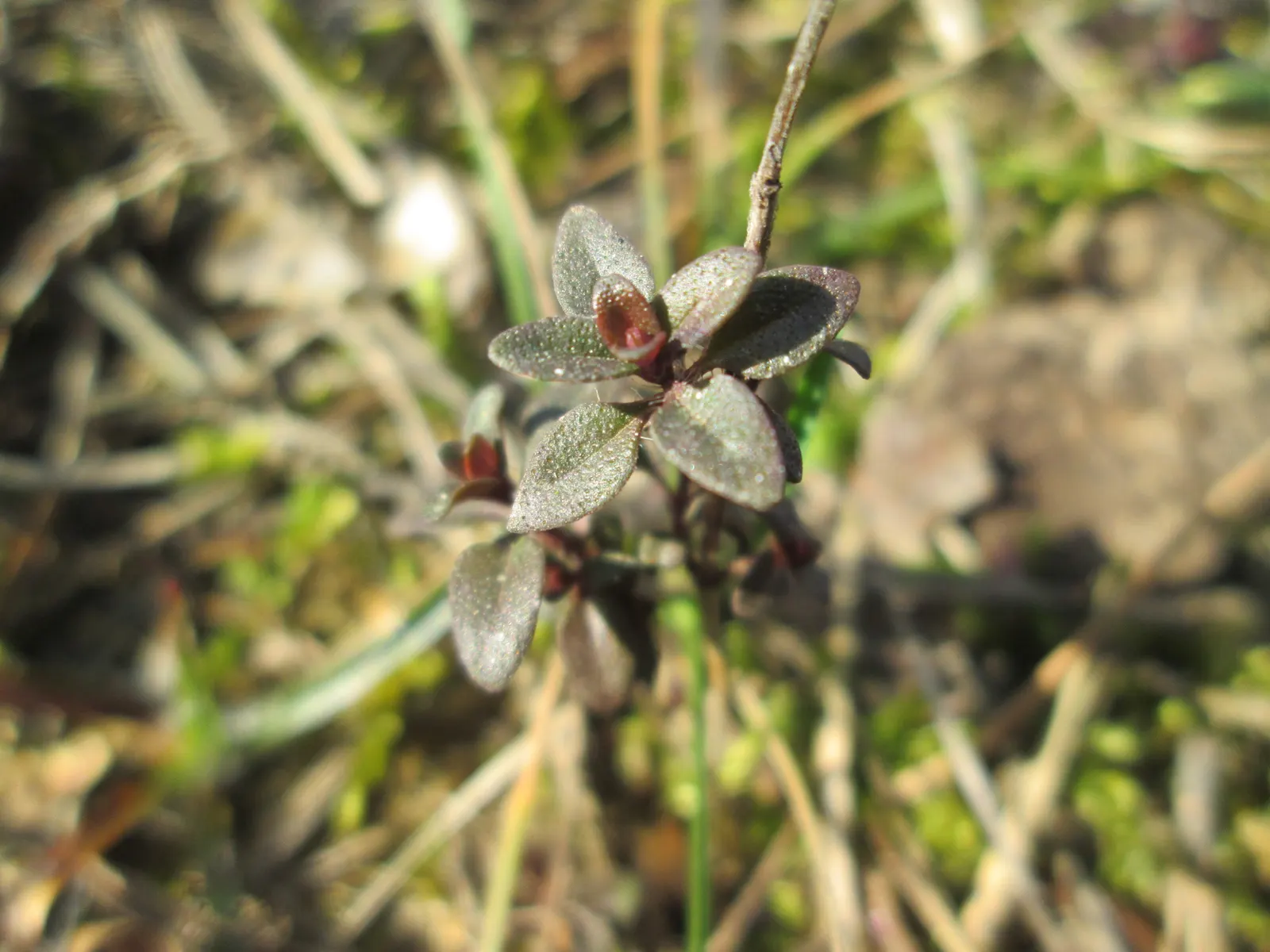 Mother Of Thyme (Thymus Serpyllum) — scientifically known as Thymus serpyllum