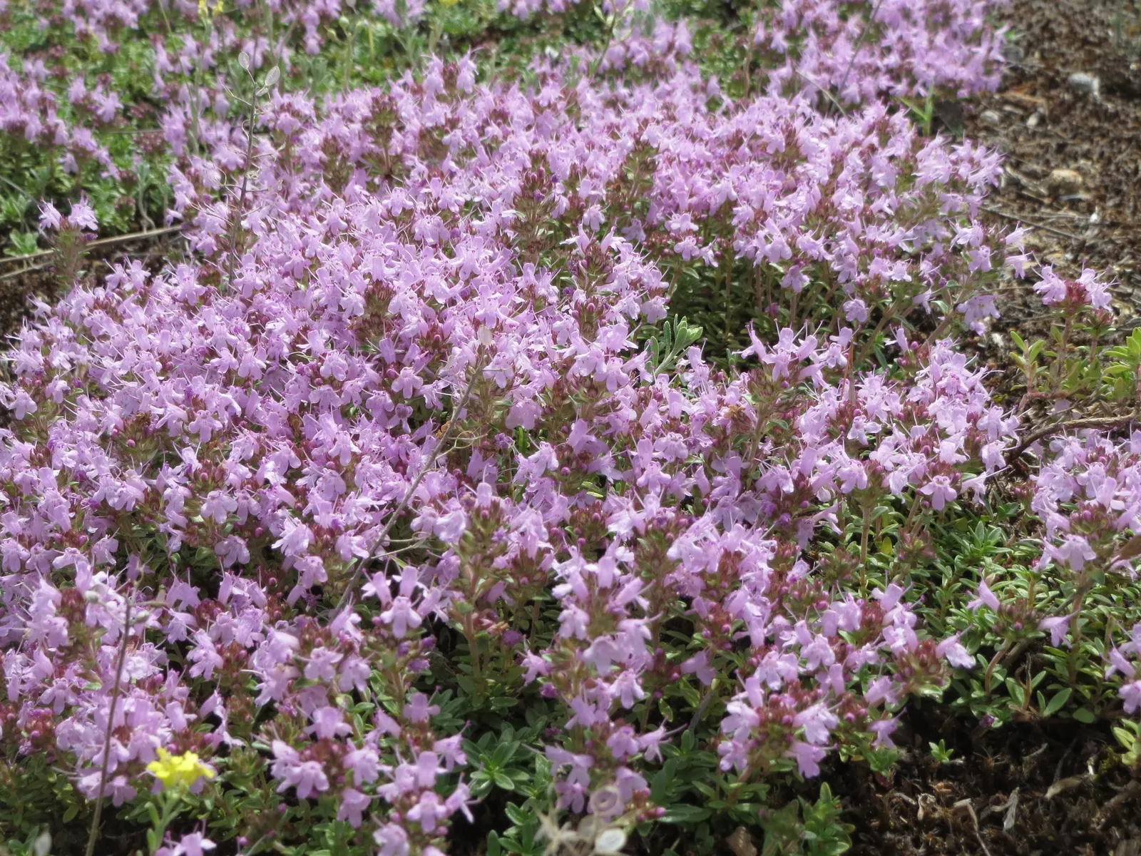 Mother Of Thyme (Thymus Serpyllum) — It reaches a mature height of 3 inches, with a 12-inch spread; but allow the soil to dry between watering to ensure