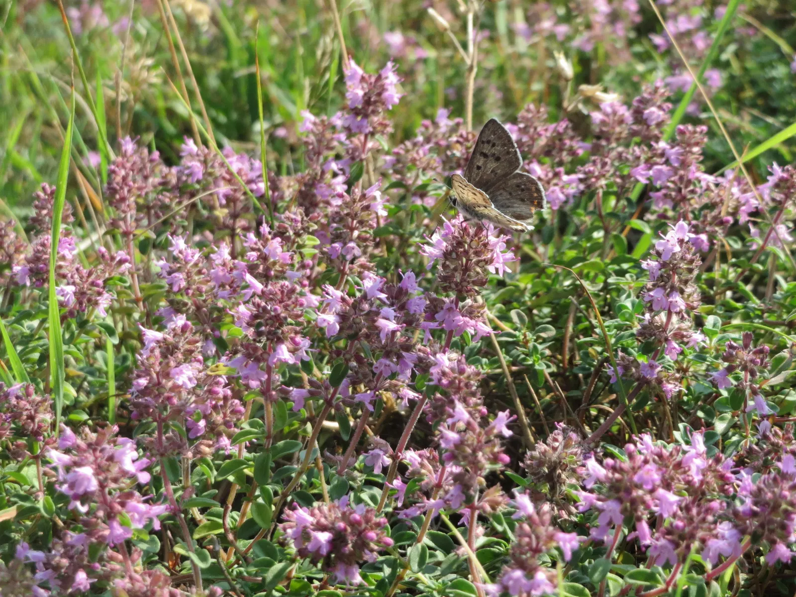 Mother Of Thyme (Thymus Serpyllum) — although it is notably drought-tolerant once established; commonly known as Mother of Thyme