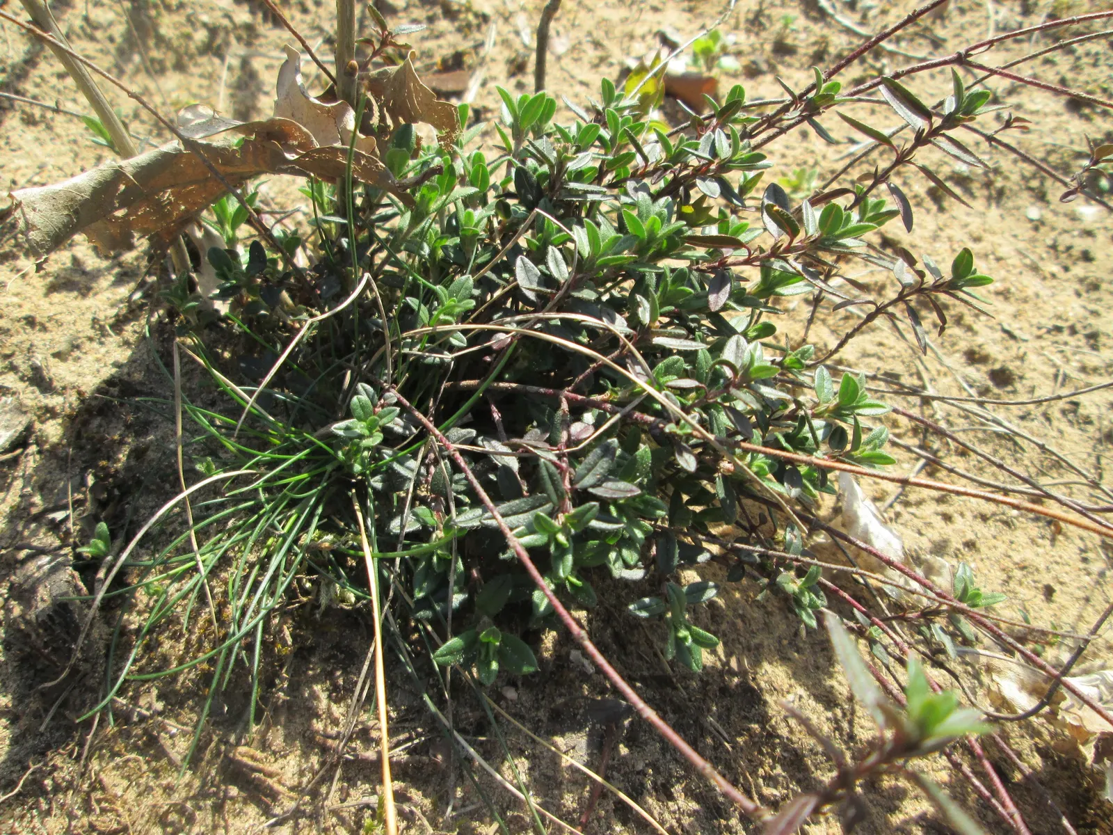 Mother Of Thyme (Thymus Serpyllum) — ground cover for full