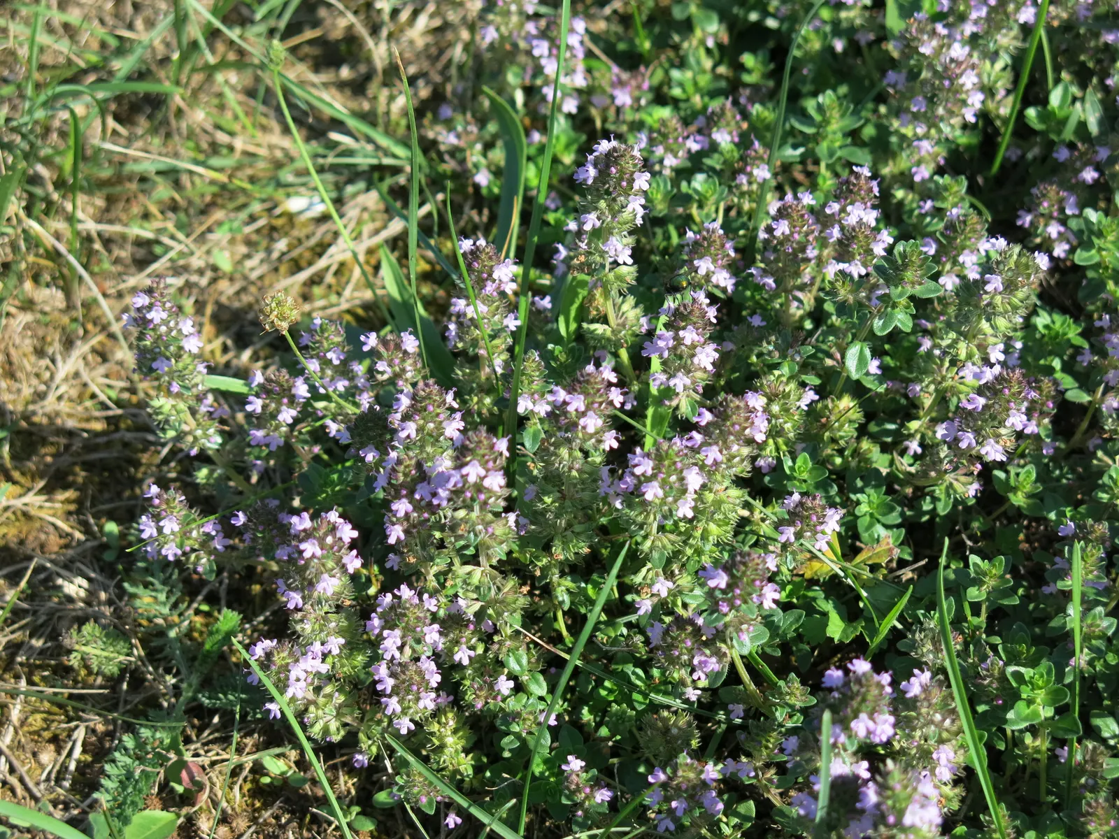 Mother Of Thyme (Thymus Serpyllum) — is a low-growing perennial herb prized for its fragrant foliage and profuse pink to purple blooms