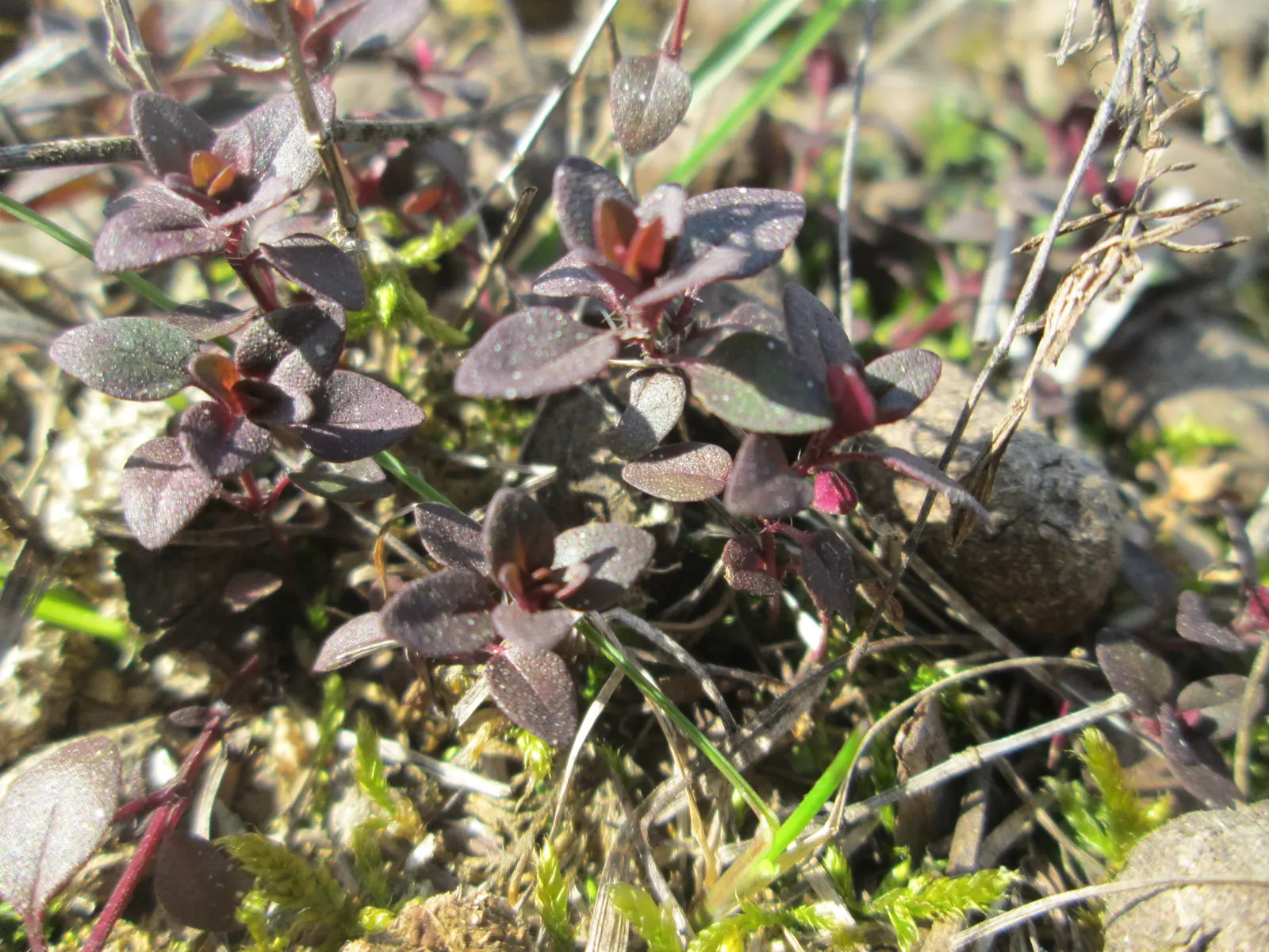 Mother Of Thyme (Thymus Serpyllum) — although it is notably drought-tolerant once established; commonly known as Mother of Thyme, image 54
