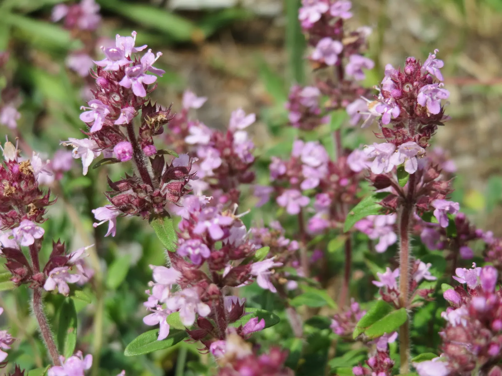 Mother Of Thyme (Thymus Serpyllum) — A layer of mulch can help retain soil moisture during establishment; scientifically known as Thymus serpyllum, image 61