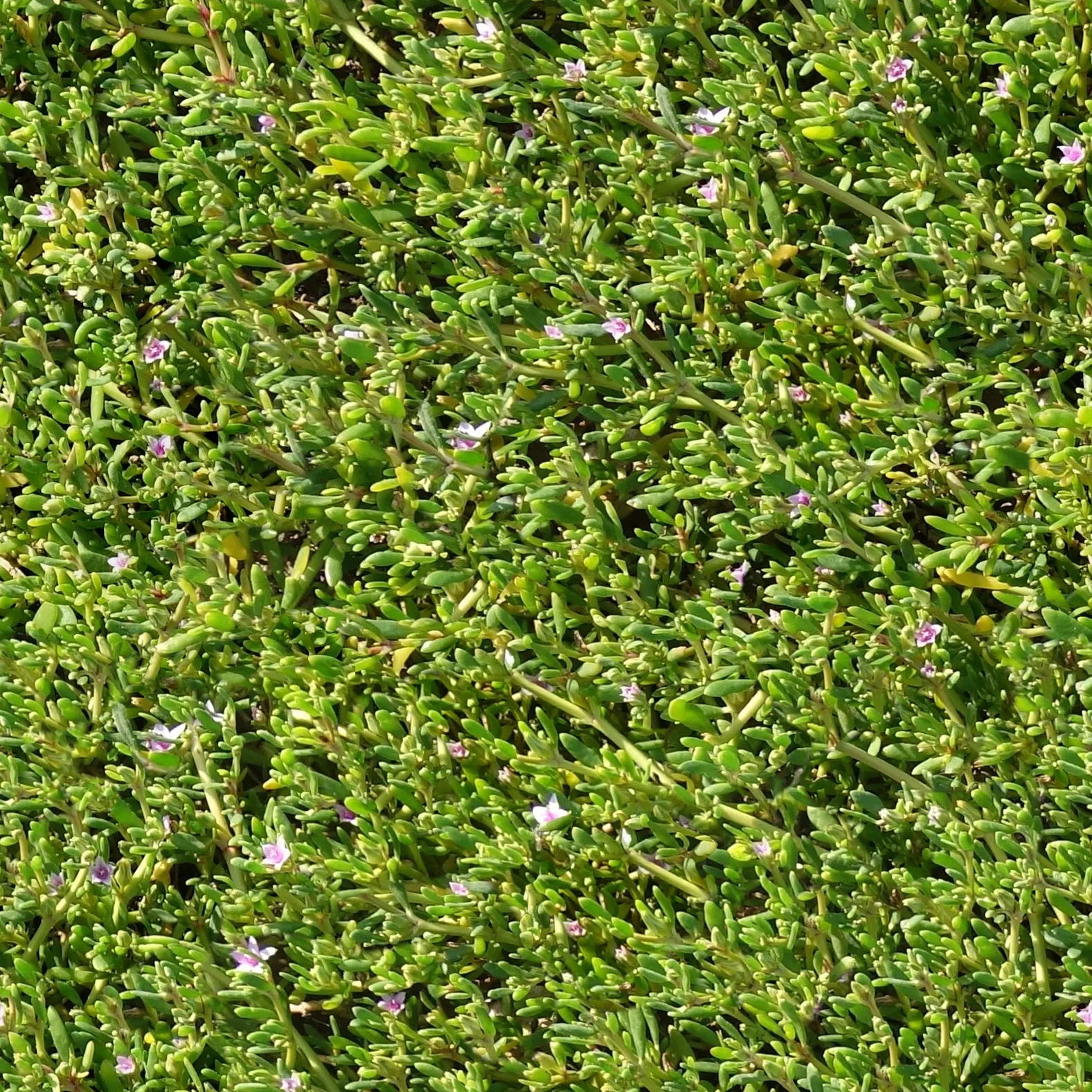 Mother Of Thyme (Thymus Serpyllum) — but allow the soil to dry between watering to ensure optimal health; mother of Thyme presents a profusion of, image 62