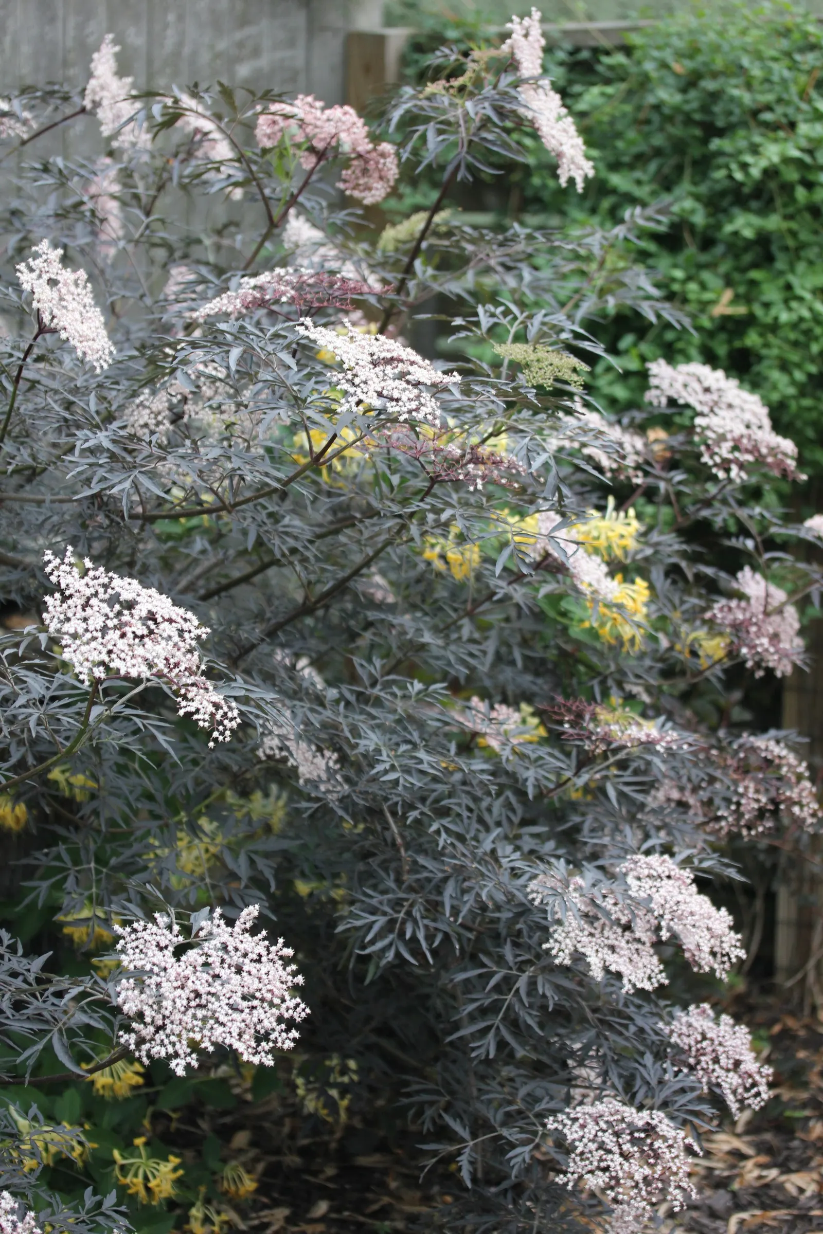 Black Lace® Elderberry (Sambucus nigra) — this resilient purple leaf elderberry may be pruned to the ground each year and grown like a perennial