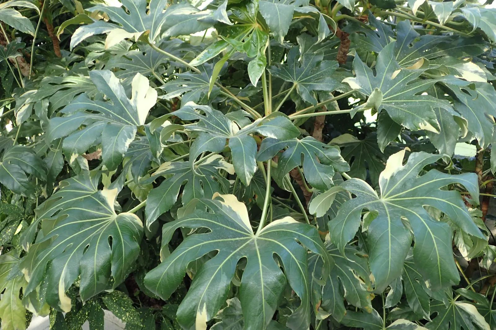 Japanese Aralia (Fatsia Japonica) — Fatsia japonica requires minimal pruning; only to remove any damaged or wayward growth; as it can thrive in, image 115