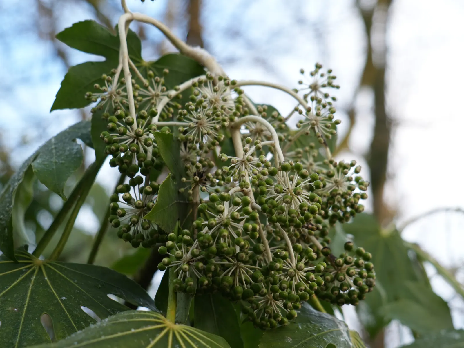 Japanese Aralia (Fatsia Japonica) — The Japanese Aralia, or Fatsia japonica, is an evergreen shrub that reaches 6 to 10 feet high and wide; its, image 121