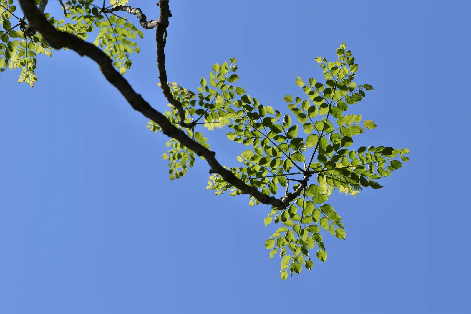 Japanese Aralia (Fatsia Japonica) — creating an architectural statement; ideally situated in part to full shade