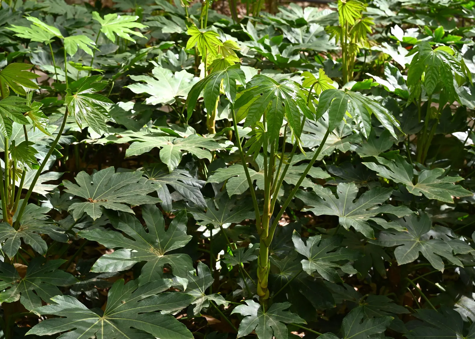 Japanese Aralia (Fatsia Japonica) — deeply lobed leaves up to 16 inches across and small creamy-white flowers in late fall; glossy leaves that can grow up to a