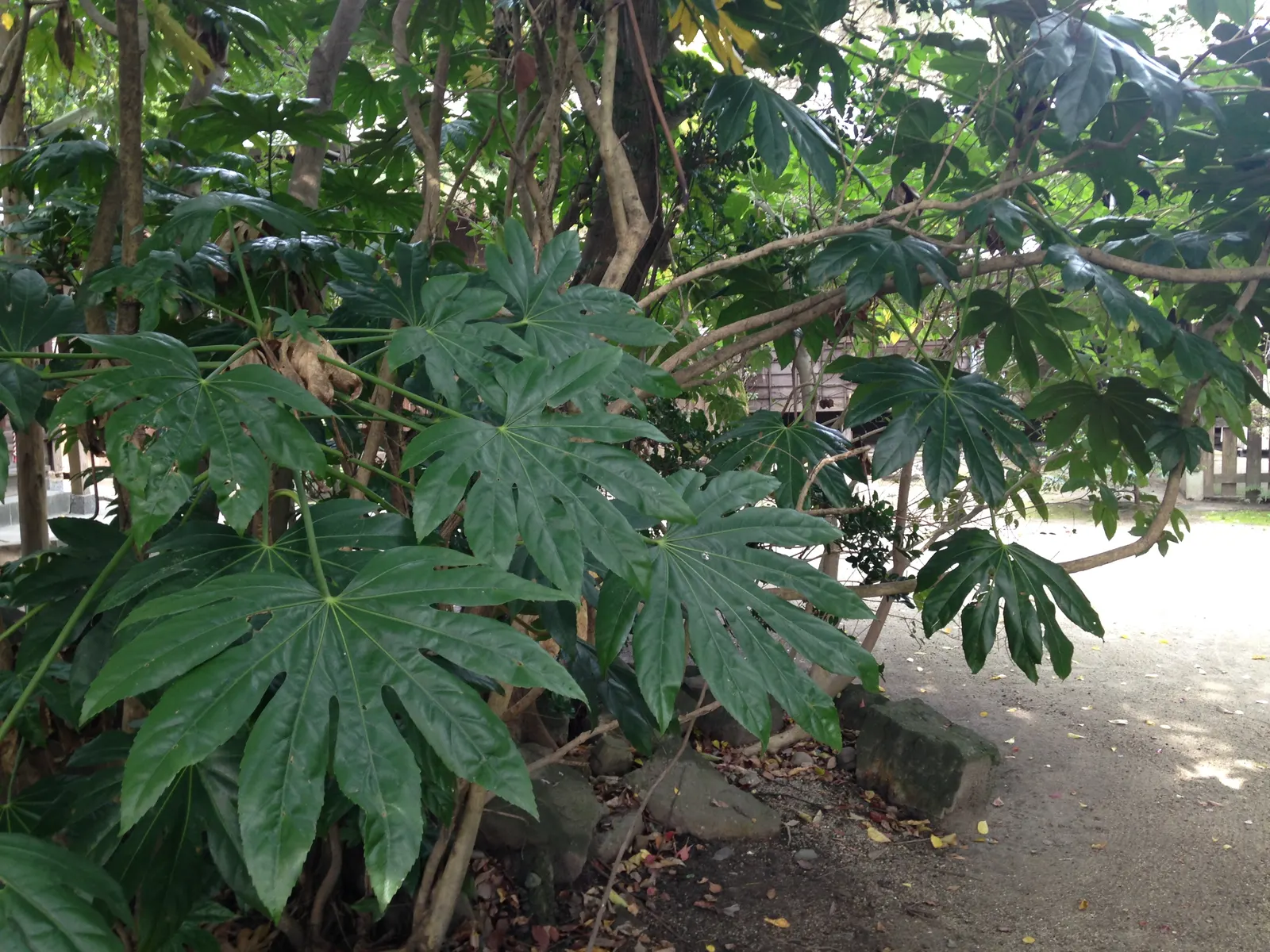 Japanese Aralia (Fatsia Japonica) — shrub with white blooms; these leaves extend from the plant on sturdy stems, image 71