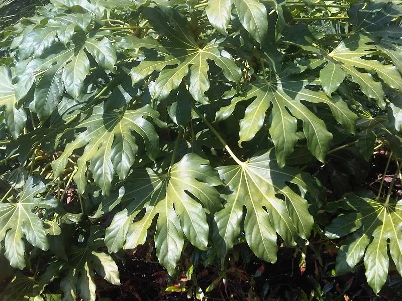 Japanese Aralia (Fatsia Japonica) — It should be watered regularly to maintain evenly moist soil but without waterlogging; fatsia japonica thrives, image 68