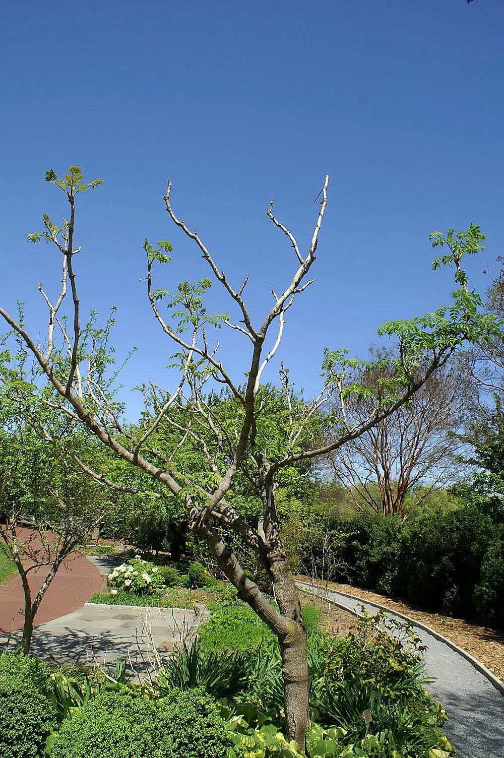 Japanese Aralia (Fatsia Japonica) — These leaves extend from the plant on sturdy stems; shrub with white blooms, image 134