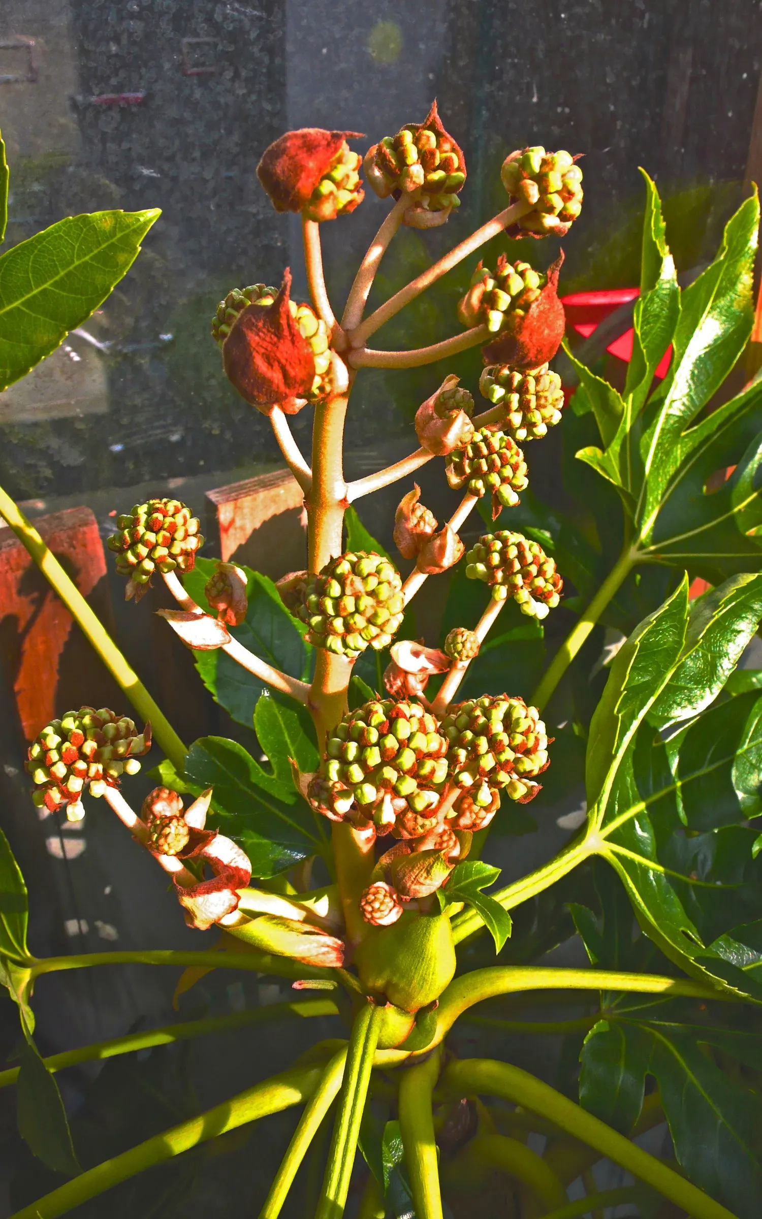 Japanese Aralia (Fatsia Japonica) — glossy leaves that can grow up to a foot in width; deeply lobed leaves up to 16 inches across and small, image 83