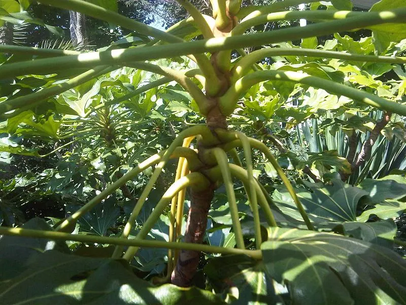 Japanese Aralia (Fatsia Japonica) — as it can thrive in USDA Zones 8 to 10; fatsia japonica requires minimal pruning; only to remove any damaged or, image 82