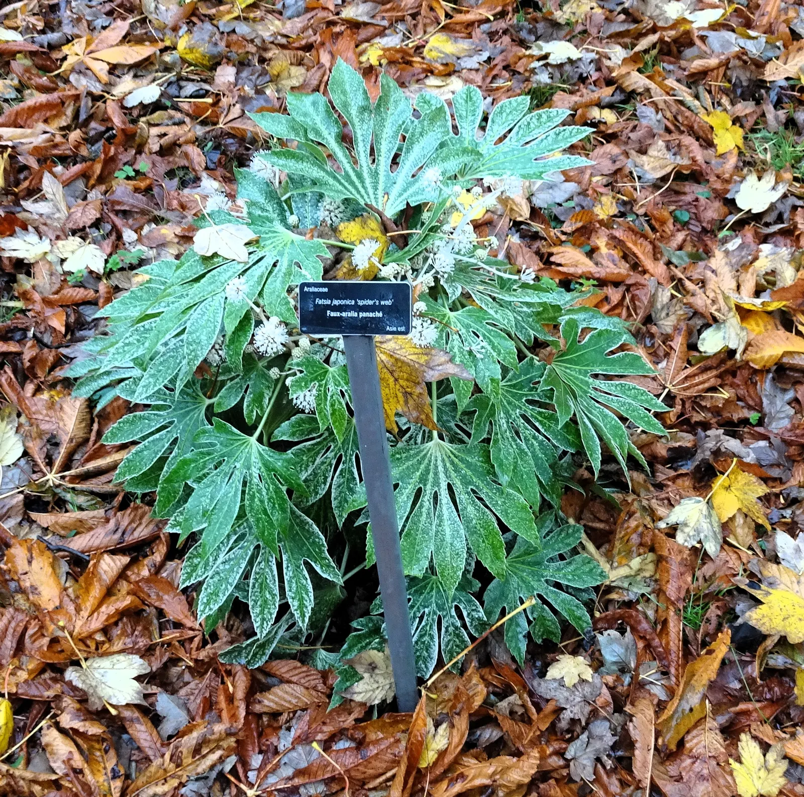 Japanese Aralia (Fatsia Japonica) — deeply lobed leaves up to 16 inches across and small creamy-white flowers in late fall; glossy leaves that can, image 98