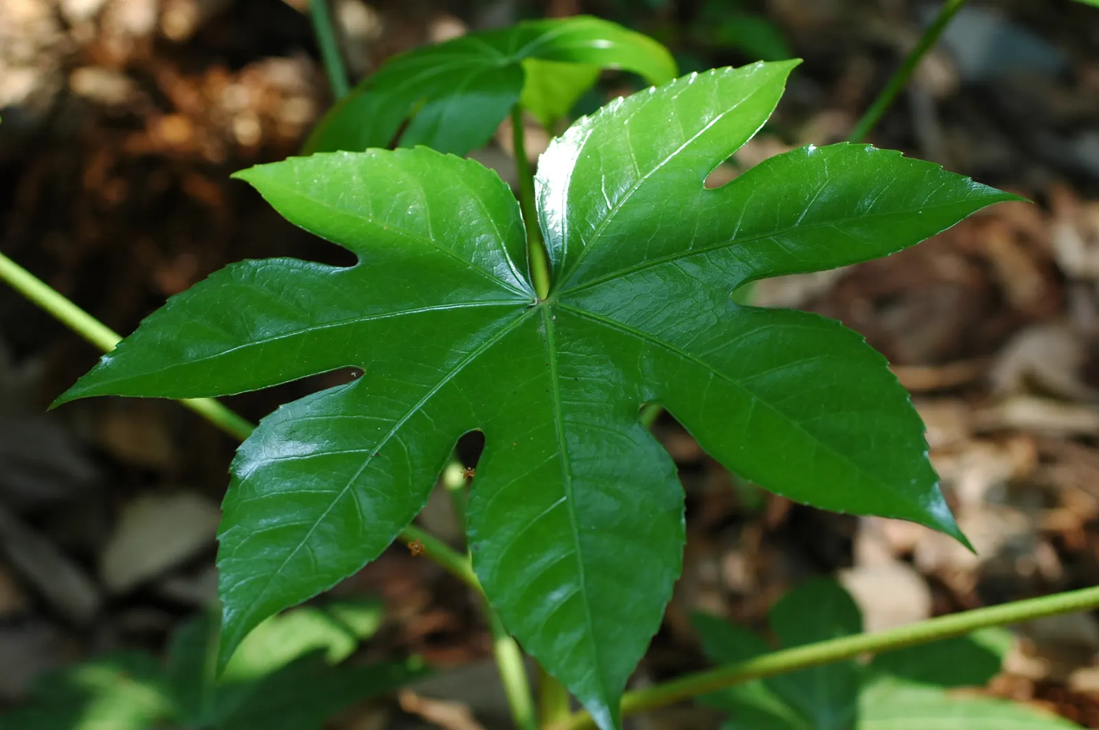 Japanese Aralia (Fatsia Japonica) — shrub for deep shade or half or shade; it is also suitable for container planting, which makes it a versatile, image 72