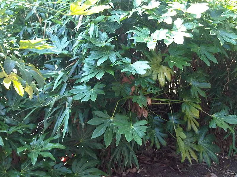 Japanese Aralia (Fatsia Japonica) — glossy leaves that can grow up to a foot in width; deeply lobed leaves up to 16 inches across and small creamy-white
