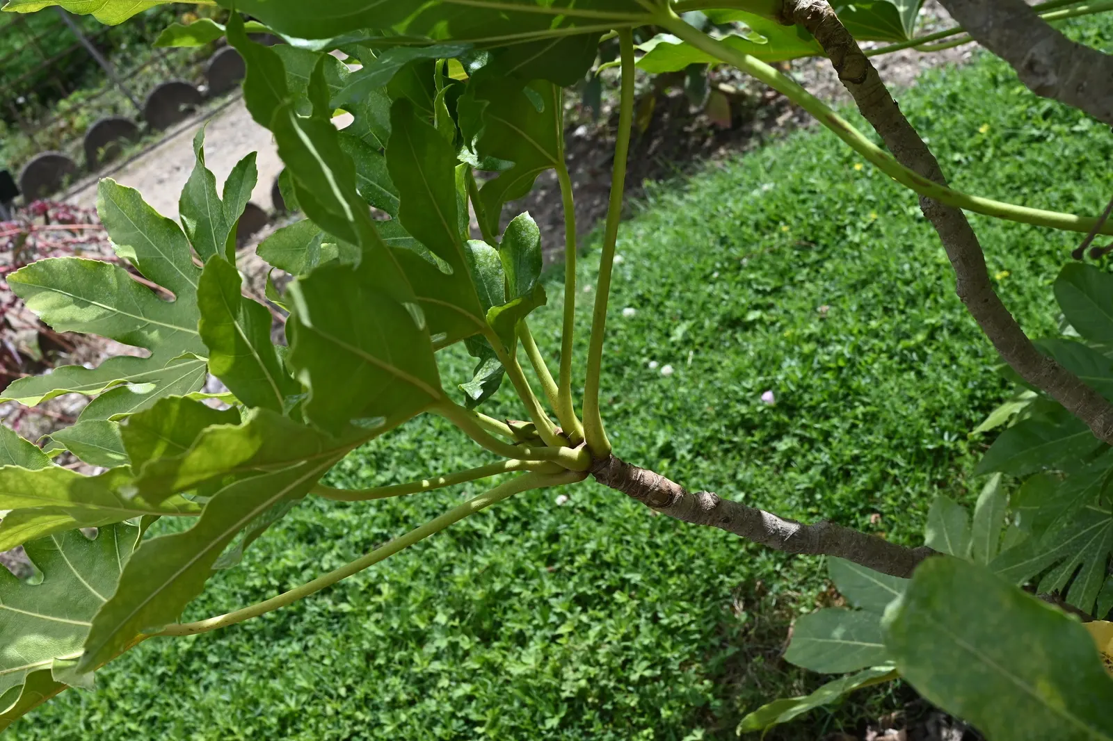 Japanese Aralia (Fatsia Japonica) — Fatsia japonica requires minimal pruning; only to remove any damaged or wayward growth; as it can thrive in, image 67