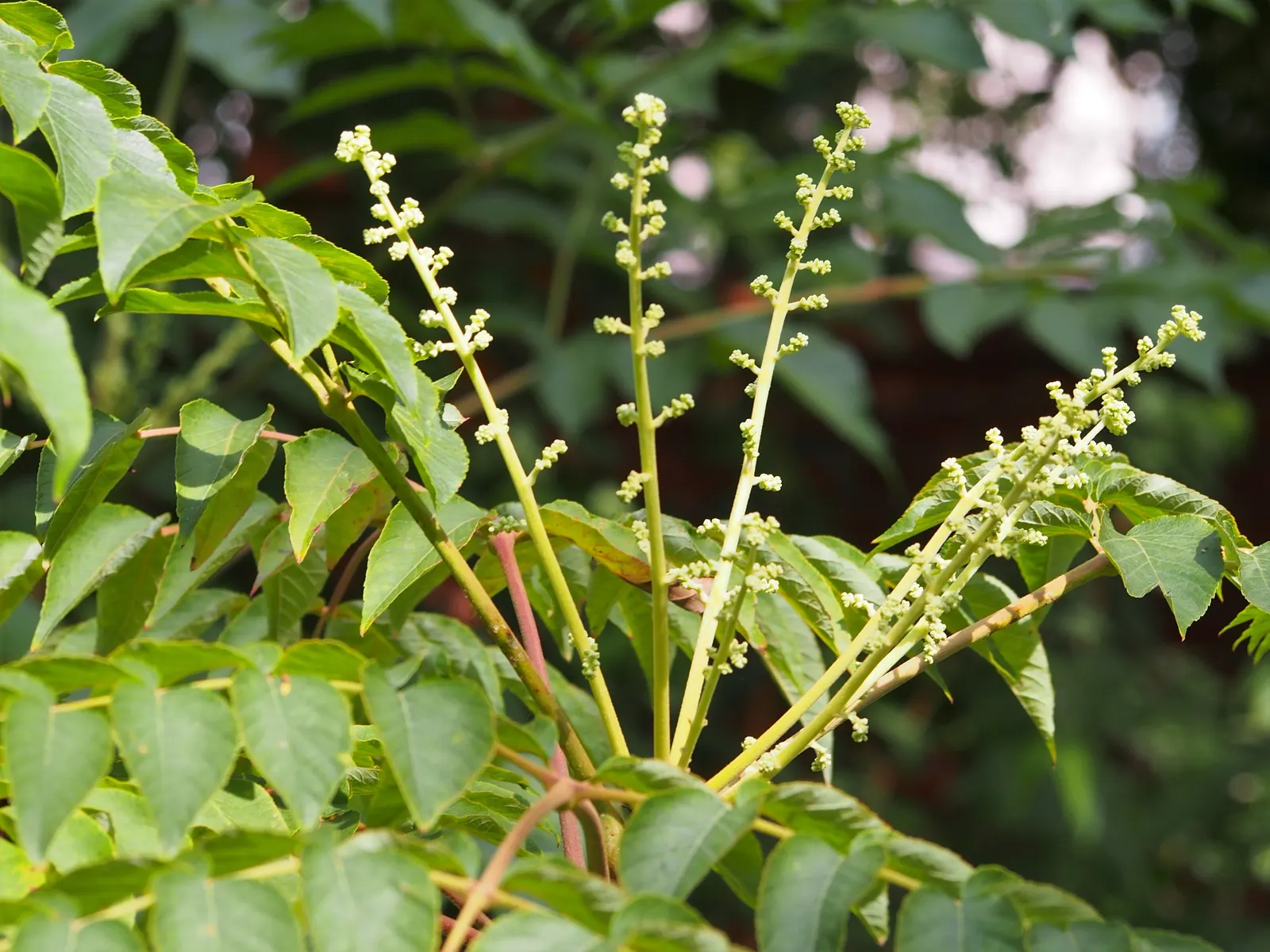 Japanese Aralia (Fatsia Japonica) — It should be watered regularly to maintain evenly moist soil but without waterlogging; fatsia japonica thrives, image 116