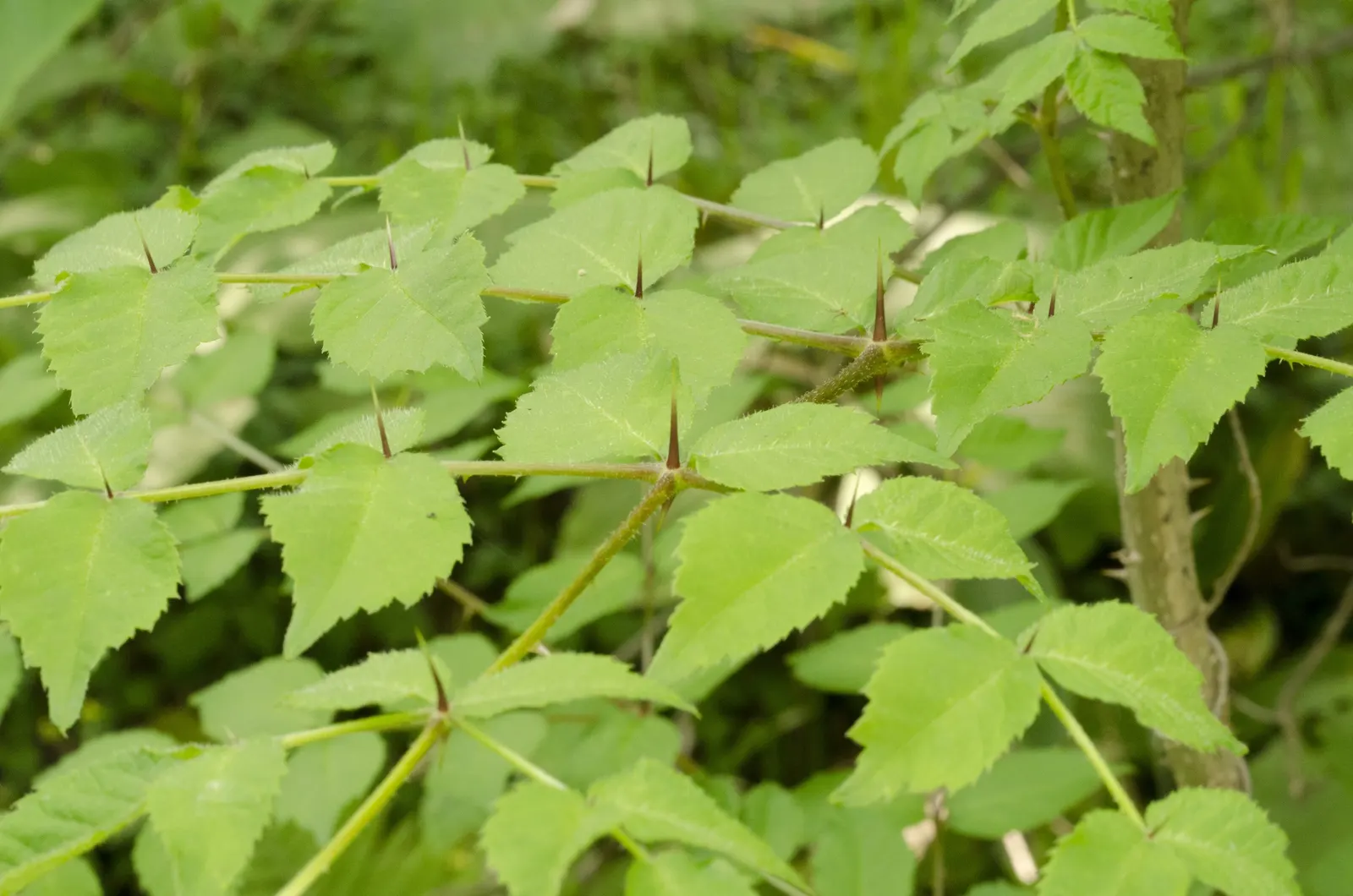 Japanese Aralia (Fatsia Japonica) — Its bold texture creates a tropical effect; the Japanese Aralia, or Fatsia japonica, is an evergreen shrub that, image 52