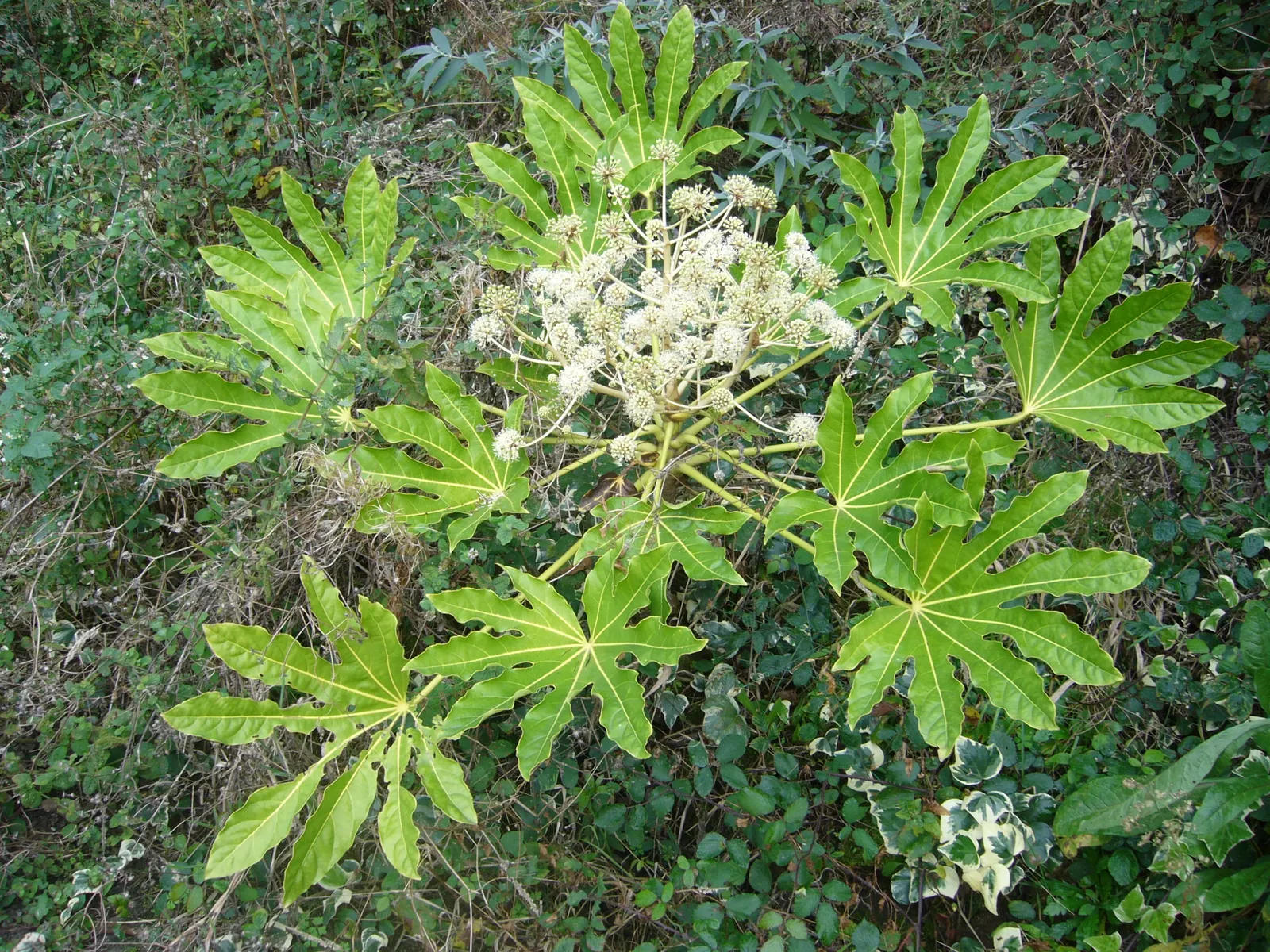 Japanese Aralia (Fatsia Japonica) — ideal for understory plantings or as a focal point in a shady garden design; this plant is perfect for a, image 101