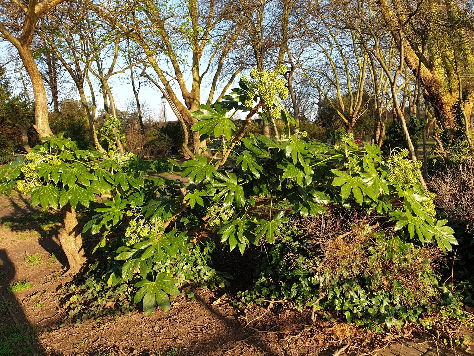 Japanese Aralia (Fatsia Japonica) — humus-rich soil; it can tolerate some urban pollution as well.<br><br>For care