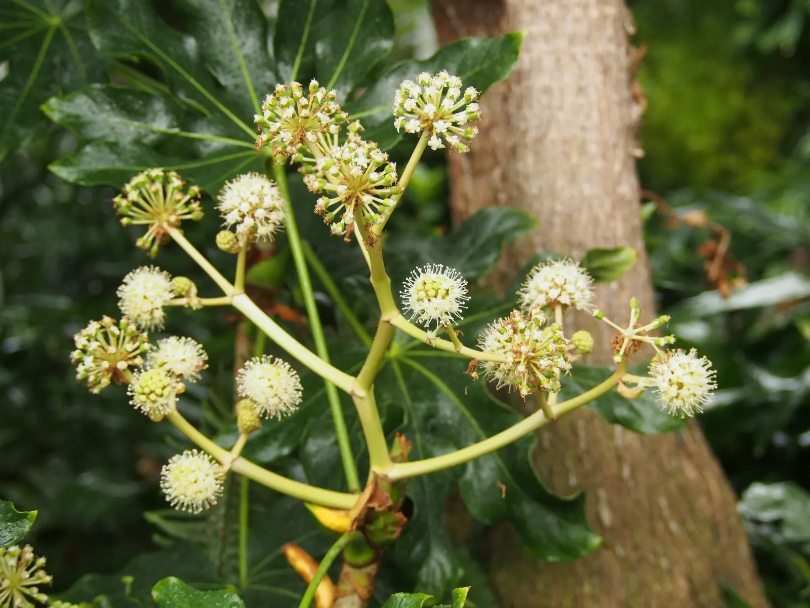 Japanese Aralia (Fatsia Japonica) — shrub with white blooms; these leaves extend from the plant on sturdy stems, image 119