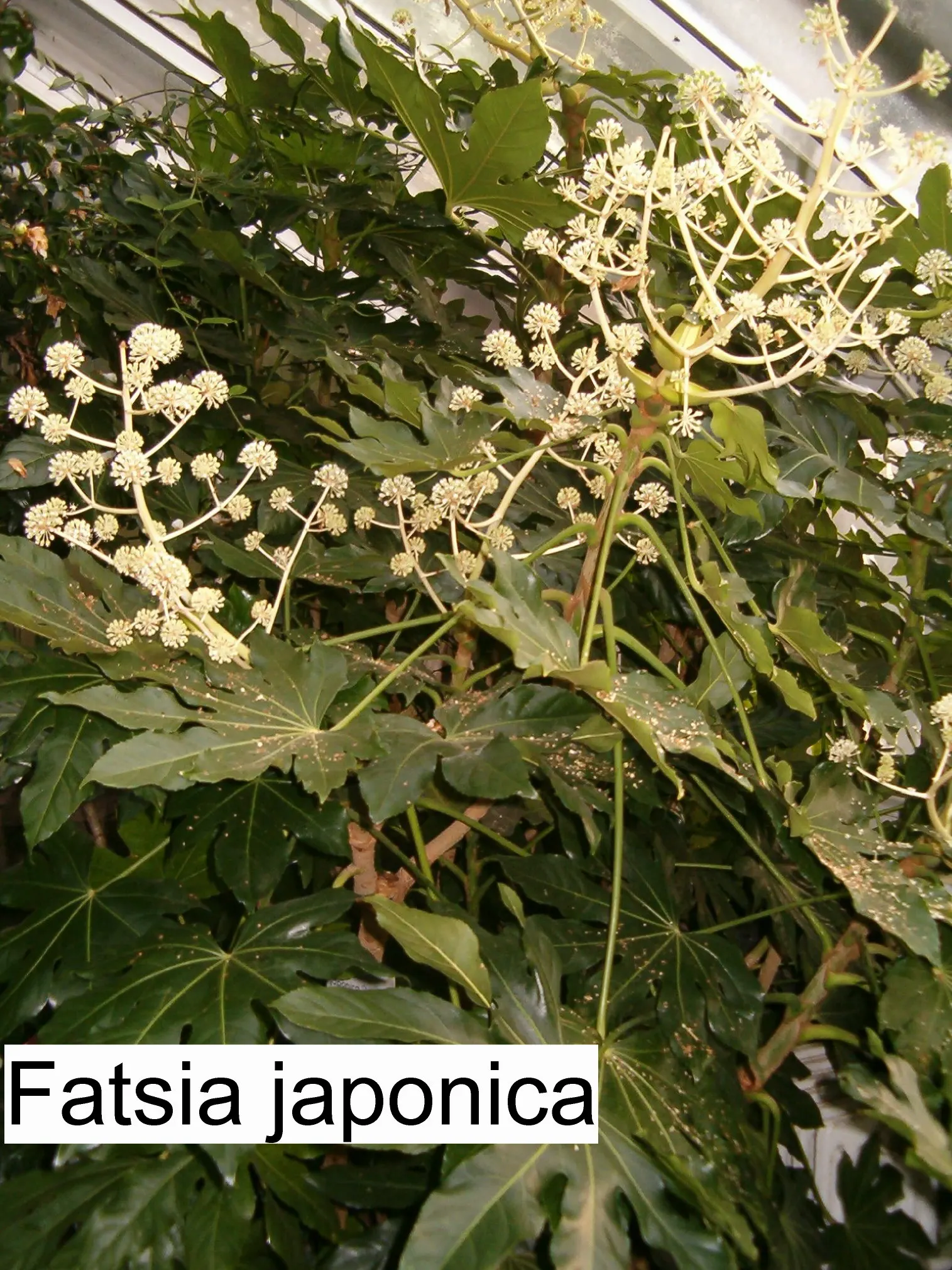 Japanese Aralia (Fatsia Japonica) — Thrives in part to full shade and well-drained soil; humus-rich soil; it can tolerate some urban pollution as, image 99
