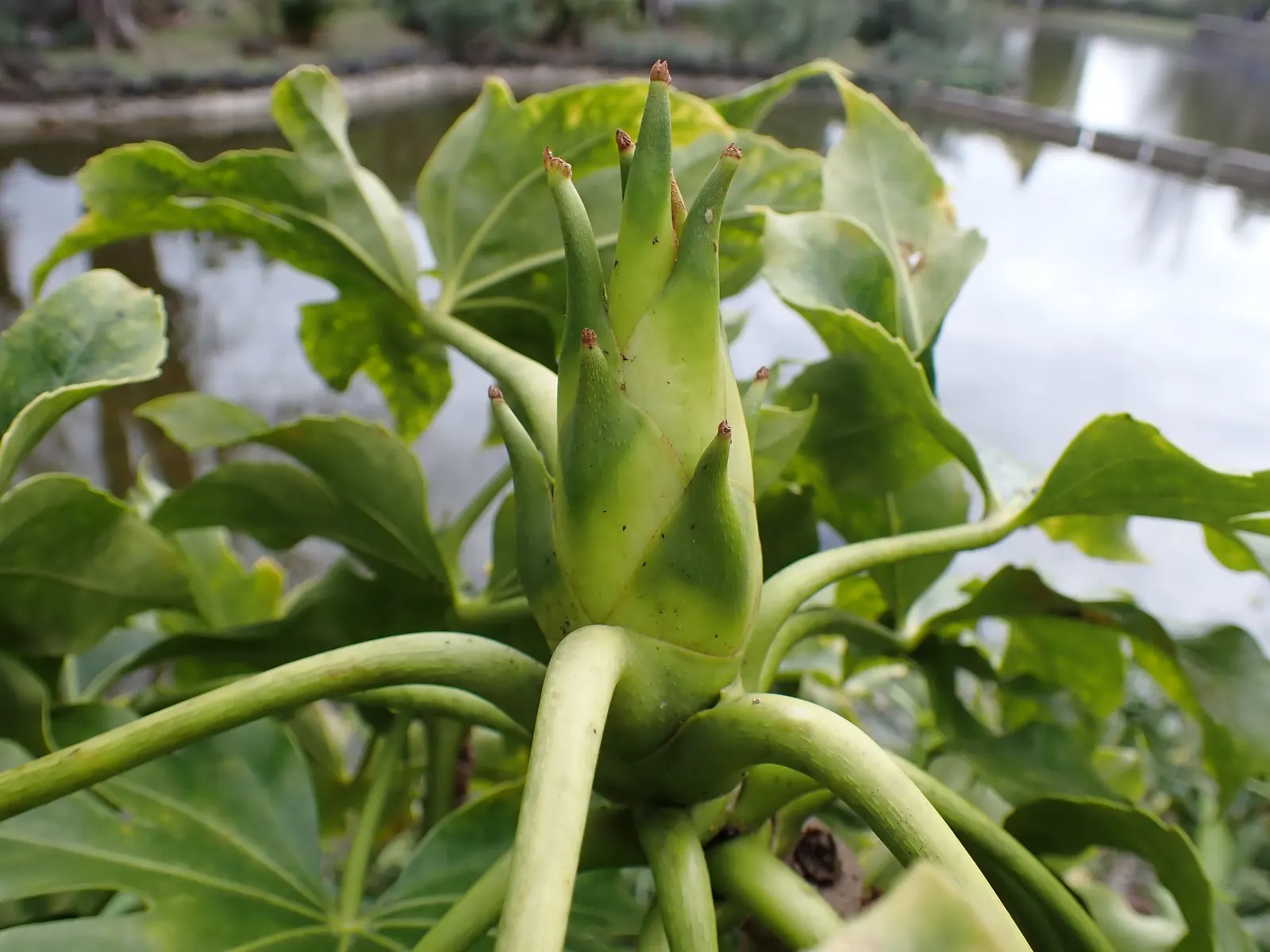 Japanese Aralia (Fatsia Japonica) — with lobes that give them a hand-like appearance; tropical flair to temperate regions, image 108