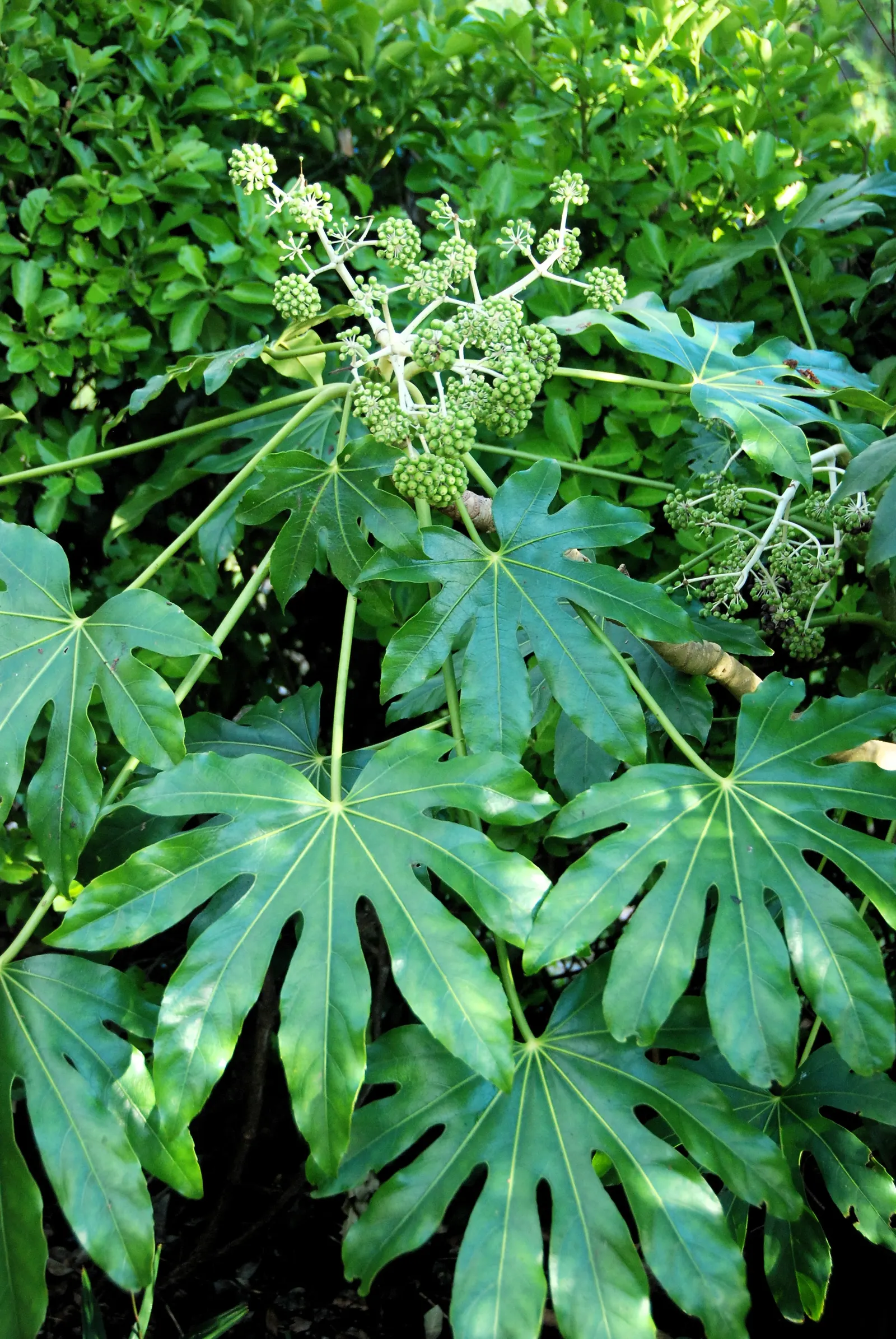 Japanese Aralia (Fatsia Japonica) — is a versatile and striking evergreen shrub native to southern Japan and South Korea; white flowers in the garden