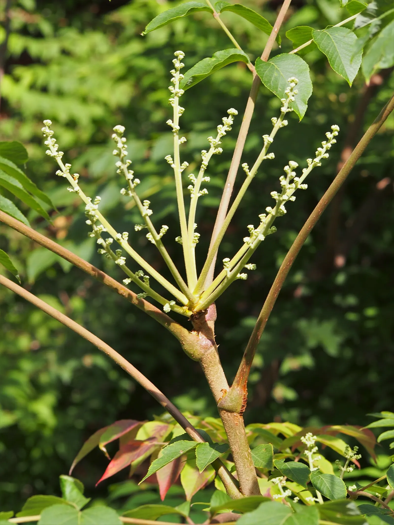 Japanese Aralia (Fatsia Japonica) — It is also suitable for container planting, which makes it a versatile choice for the client's garden designs, image 117