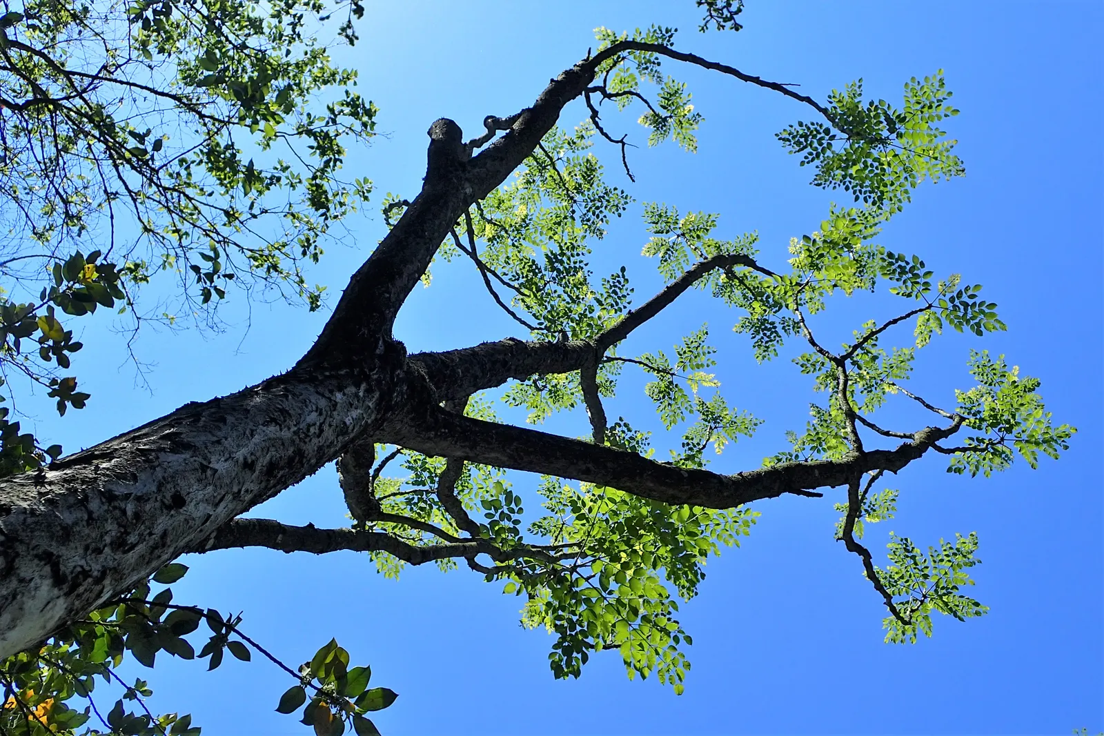 Japanese Aralia (Fatsia Japonica) — tropical flair to temperate regions; with lobes that give them a hand-like appearance