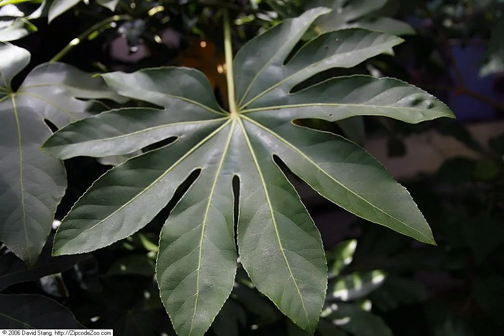Japanese Aralia (Fatsia Japonica) — Ideally situated in part to full shade