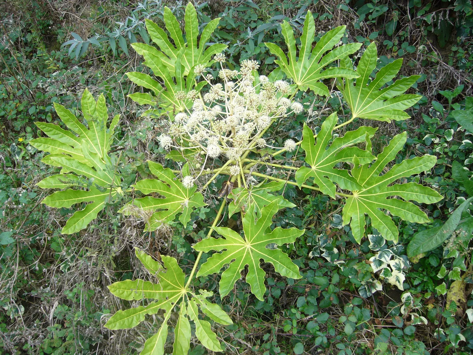 Japanese Aralia (Fatsia Japonica) — as it can thrive in USDA Zones 8 to 10; fatsia japonica requires minimal pruning; only to remove any damaged or, image 58