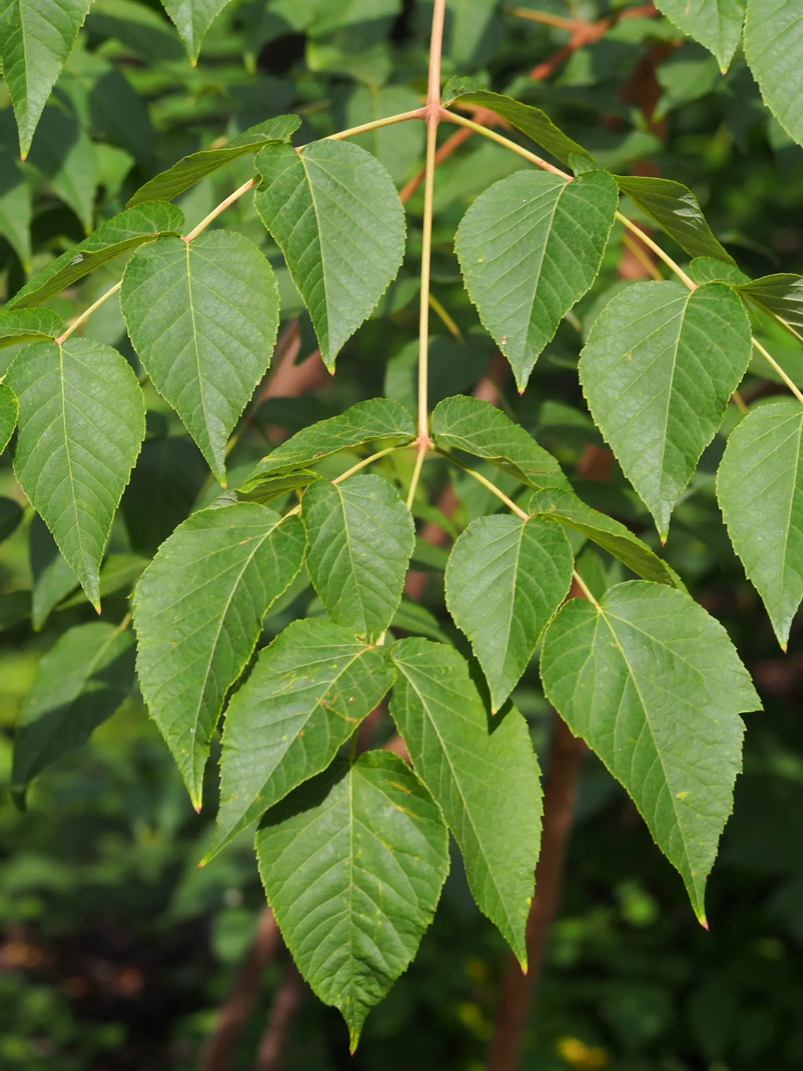 Japanese Aralia (Fatsia Japonica) — Ideally situated in part to full shade; creating an architectural statement, image 112