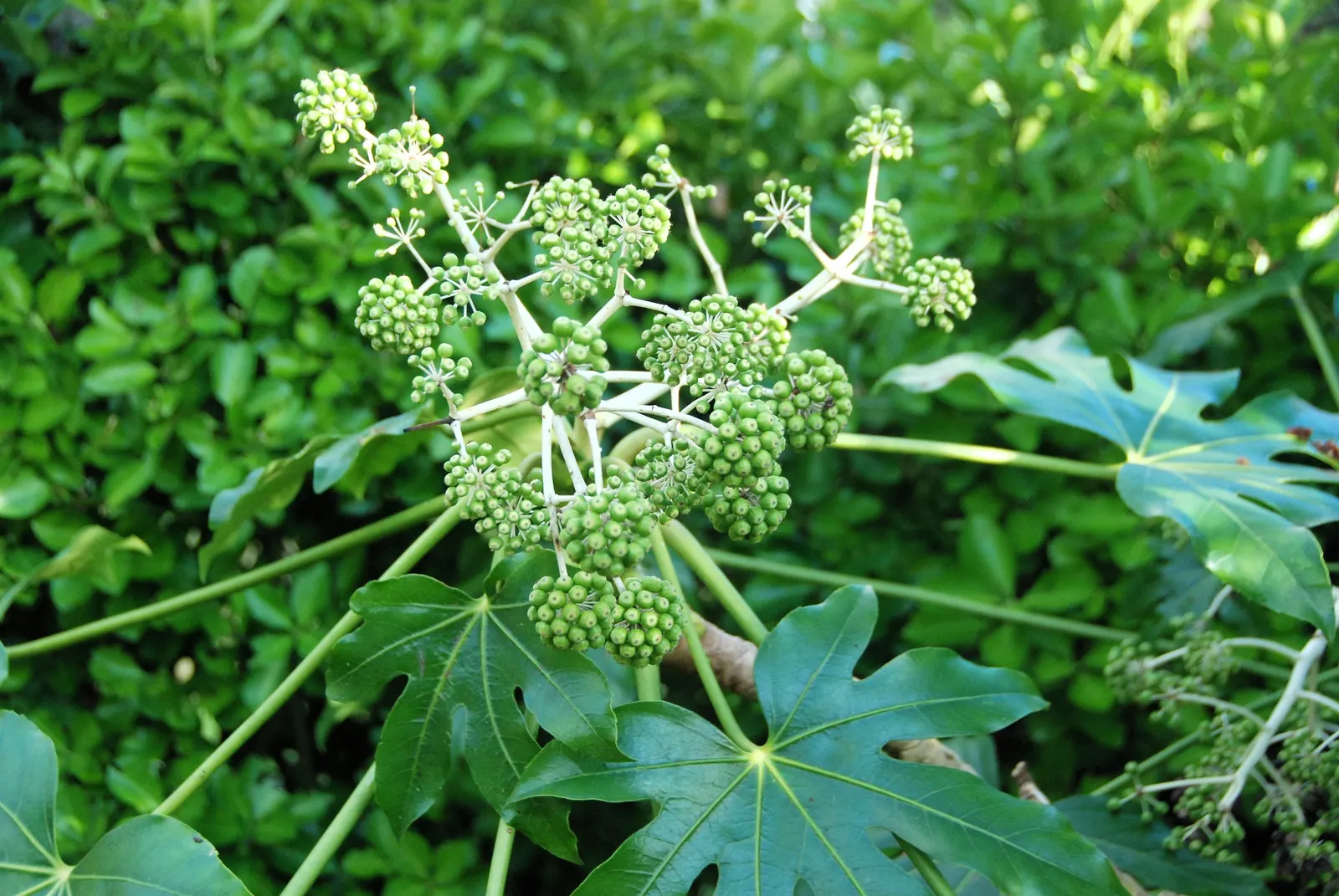 Japanese Aralia (Fatsia Japonica) — This plant is perfect for a landscape design that aims to add lush