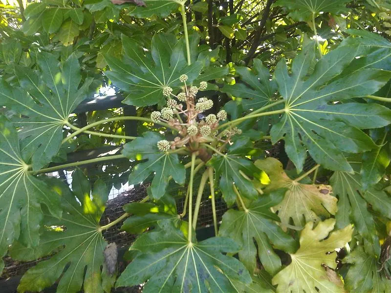 Japanese Aralia (Fatsia Japonica) — ideal for understory plantings or as a focal point in a shady garden design; this plant is perfect for a, image 53